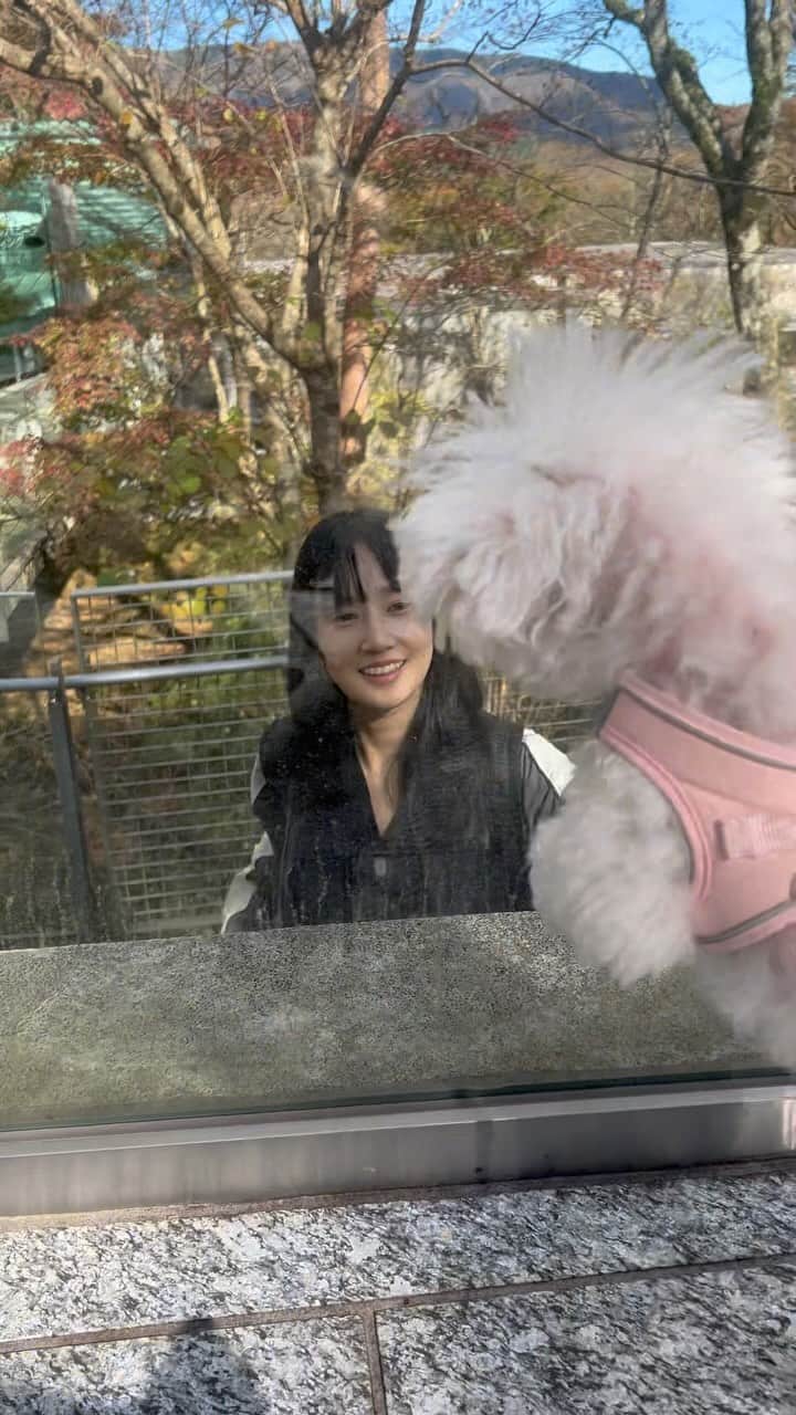 高嶋香帆のインスタグラム：「お犬と感動の再会🥰 (遠距離時間、5分)  隙間を抜けてくるりんに戸惑うあすぽん😂💓 @aspoo02   無事に抱き抱えました👶」