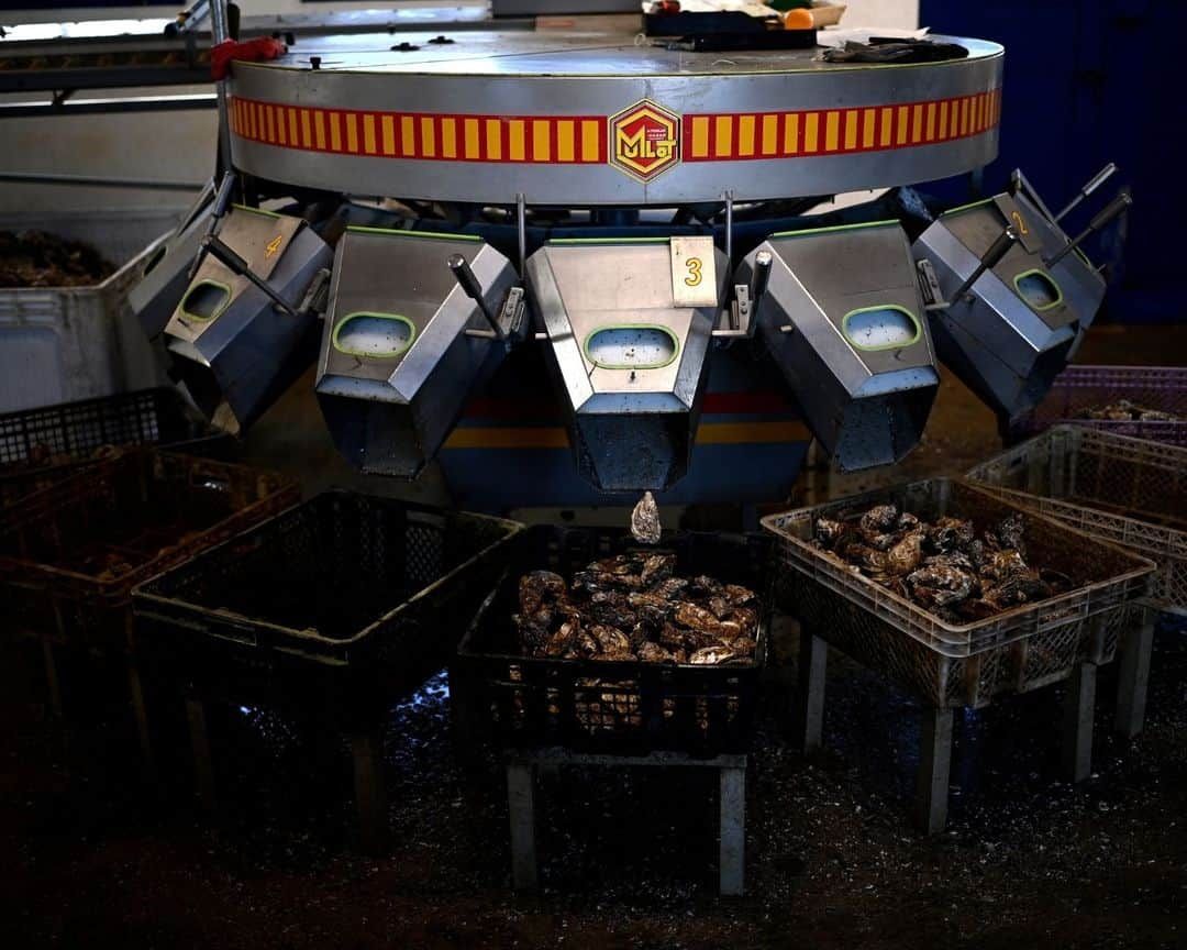 AFP通信さんのインスタグラム写真 - (AFP通信Instagram)「Climate change gets in the way of French oyster culture⁣ ⁣ Rising sea temperatures due to climate change are forcing oyster farmers in France's southwest to take a break from summer maturation, traditionally a key step in the production of the tasty molluscs.⁣ Starting next year, producers in Marennes Oleron, France's biggest oyster bay, will no longer be able to steep oysters in shallow clay beds in salt marshes, known as "claires", during the summer months.⁣ Oyster farmers in this region traditionally keep oysters in the oyster beds for the final weeks before their sale, a treatment that gives them a less salty and iodic taste than if they had come straight from the sea, and earns them the "fine" label, recognised by the EU's protected geographical indication (PGI) category.⁣ But climate change is negating the effects of the oyster beds.⁣ Scientists have found that because of fast-evaporating water, the salt concentration has become too high between early June and late August, leading to the ban during those months.⁣ Human consumption of oysters, which are animals, goes back thousands of years. They come in a wide variety of flavours and textures depending on water salinity, alkalinity, mineral content and nutrition.⁣ ⁣ 1 - View of an oyster park along the Seudre river in Marennes, south-western France.⁣ ⁣ 2 -> 4 -  Employees drop crates of oysters in oyster beds for maturing in Marennes.⁣ ⁣ 5 - Crates of oysters mature in an oyster bed in Marennes.⁣ ⁣ 6 -  An employee separates aggregated oysters ahead of their calibration and packaging in baskets at the Chiron oyster-farming company in L'Eguille.⁣ ⁣ 7 -  A weighing device calibrates oysters ahead of their packaging in baskets.⁣ ⁣ 8 - An employee rinses oysters ahead of their packaging in baskets.⁣ ⁣ 9 - View of oysters in crates ahead of their packaging in baskets.⁣ ⁣ 10 - An employee places oysters in a box during packaging.⁣ ⁣ 📷 Christophe ARCHAMBAULT ⁣ #AFPPhoto」11月29日 21時00分 - afpphoto