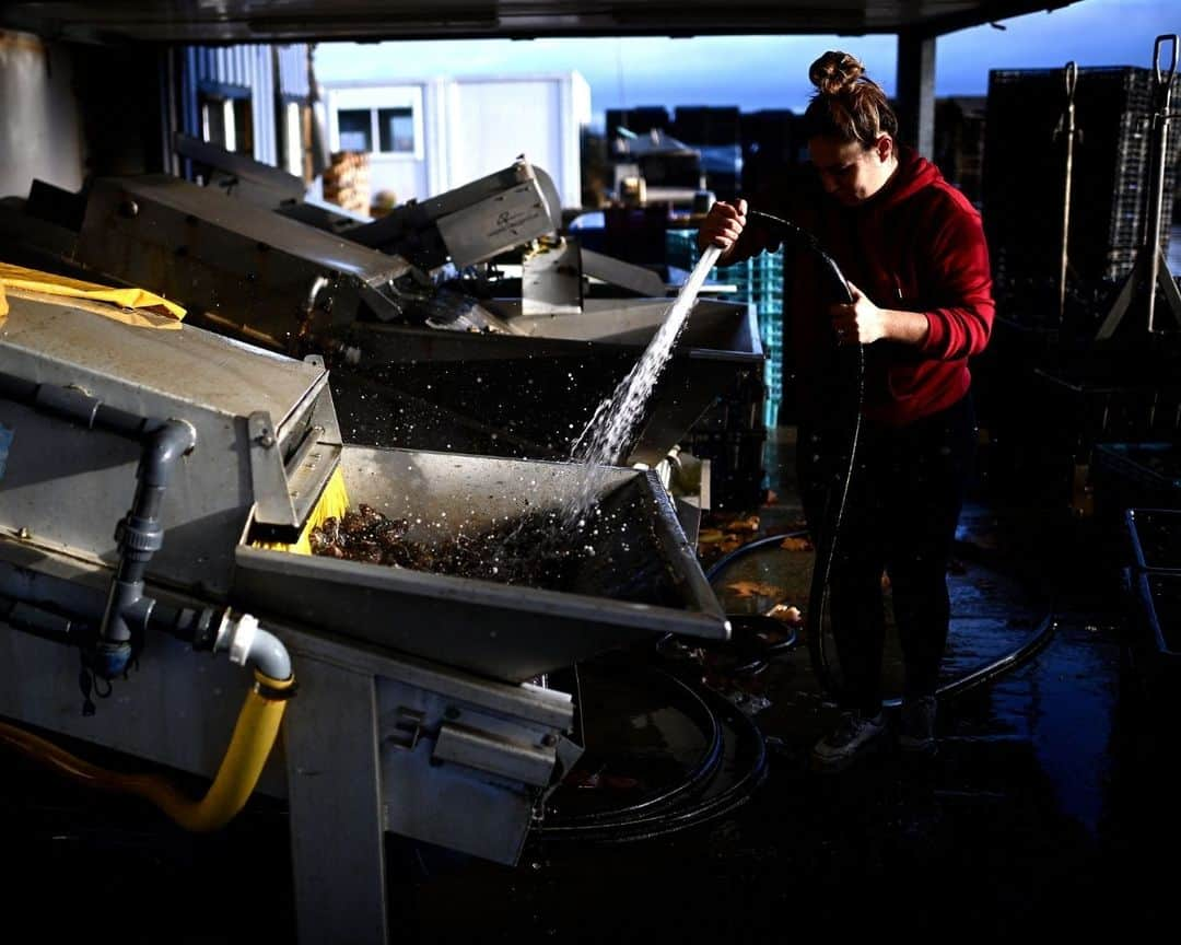 AFP通信さんのインスタグラム写真 - (AFP通信Instagram)「Climate change gets in the way of French oyster culture⁣ ⁣ Rising sea temperatures due to climate change are forcing oyster farmers in France's southwest to take a break from summer maturation, traditionally a key step in the production of the tasty molluscs.⁣ Starting next year, producers in Marennes Oleron, France's biggest oyster bay, will no longer be able to steep oysters in shallow clay beds in salt marshes, known as "claires", during the summer months.⁣ Oyster farmers in this region traditionally keep oysters in the oyster beds for the final weeks before their sale, a treatment that gives them a less salty and iodic taste than if they had come straight from the sea, and earns them the "fine" label, recognised by the EU's protected geographical indication (PGI) category.⁣ But climate change is negating the effects of the oyster beds.⁣ Scientists have found that because of fast-evaporating water, the salt concentration has become too high between early June and late August, leading to the ban during those months.⁣ Human consumption of oysters, which are animals, goes back thousands of years. They come in a wide variety of flavours and textures depending on water salinity, alkalinity, mineral content and nutrition.⁣ ⁣ 1 - View of an oyster park along the Seudre river in Marennes, south-western France.⁣ ⁣ 2 -> 4 -  Employees drop crates of oysters in oyster beds for maturing in Marennes.⁣ ⁣ 5 - Crates of oysters mature in an oyster bed in Marennes.⁣ ⁣ 6 -  An employee separates aggregated oysters ahead of their calibration and packaging in baskets at the Chiron oyster-farming company in L'Eguille.⁣ ⁣ 7 -  A weighing device calibrates oysters ahead of their packaging in baskets.⁣ ⁣ 8 - An employee rinses oysters ahead of their packaging in baskets.⁣ ⁣ 9 - View of oysters in crates ahead of their packaging in baskets.⁣ ⁣ 10 - An employee places oysters in a box during packaging.⁣ ⁣ 📷 Christophe ARCHAMBAULT ⁣ #AFPPhoto」11月29日 21時00分 - afpphoto