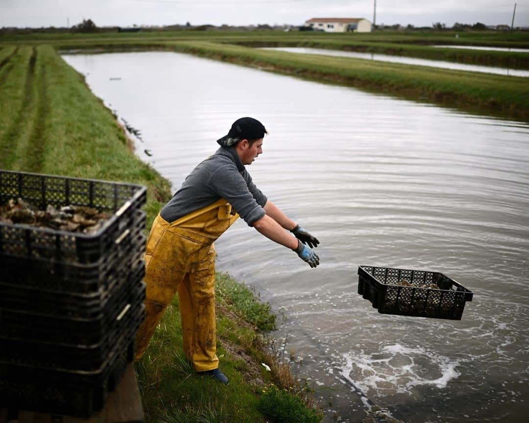 AFP通信さんのインスタグラム写真 - (AFP通信Instagram)「Climate change gets in the way of French oyster culture⁣ ⁣ Rising sea temperatures due to climate change are forcing oyster farmers in France's southwest to take a break from summer maturation, traditionally a key step in the production of the tasty molluscs.⁣ Starting next year, producers in Marennes Oleron, France's biggest oyster bay, will no longer be able to steep oysters in shallow clay beds in salt marshes, known as "claires", during the summer months.⁣ Oyster farmers in this region traditionally keep oysters in the oyster beds for the final weeks before their sale, a treatment that gives them a less salty and iodic taste than if they had come straight from the sea, and earns them the "fine" label, recognised by the EU's protected geographical indication (PGI) category.⁣ But climate change is negating the effects of the oyster beds.⁣ Scientists have found that because of fast-evaporating water, the salt concentration has become too high between early June and late August, leading to the ban during those months.⁣ Human consumption of oysters, which are animals, goes back thousands of years. They come in a wide variety of flavours and textures depending on water salinity, alkalinity, mineral content and nutrition.⁣ ⁣ 1 - View of an oyster park along the Seudre river in Marennes, south-western France.⁣ ⁣ 2 -> 4 -  Employees drop crates of oysters in oyster beds for maturing in Marennes.⁣ ⁣ 5 - Crates of oysters mature in an oyster bed in Marennes.⁣ ⁣ 6 -  An employee separates aggregated oysters ahead of their calibration and packaging in baskets at the Chiron oyster-farming company in L'Eguille.⁣ ⁣ 7 -  A weighing device calibrates oysters ahead of their packaging in baskets.⁣ ⁣ 8 - An employee rinses oysters ahead of their packaging in baskets.⁣ ⁣ 9 - View of oysters in crates ahead of their packaging in baskets.⁣ ⁣ 10 - An employee places oysters in a box during packaging.⁣ ⁣ 📷 Christophe ARCHAMBAULT ⁣ #AFPPhoto」11月29日 21時00分 - afpphoto