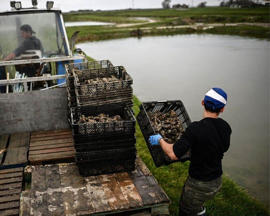 AFP通信さんのインスタグラム写真 - (AFP通信Instagram)「Climate change gets in the way of French oyster culture⁣ ⁣ Rising sea temperatures due to climate change are forcing oyster farmers in France's southwest to take a break from summer maturation, traditionally a key step in the production of the tasty molluscs.⁣ Starting next year, producers in Marennes Oleron, France's biggest oyster bay, will no longer be able to steep oysters in shallow clay beds in salt marshes, known as "claires", during the summer months.⁣ Oyster farmers in this region traditionally keep oysters in the oyster beds for the final weeks before their sale, a treatment that gives them a less salty and iodic taste than if they had come straight from the sea, and earns them the "fine" label, recognised by the EU's protected geographical indication (PGI) category.⁣ But climate change is negating the effects of the oyster beds.⁣ Scientists have found that because of fast-evaporating water, the salt concentration has become too high between early June and late August, leading to the ban during those months.⁣ Human consumption of oysters, which are animals, goes back thousands of years. They come in a wide variety of flavours and textures depending on water salinity, alkalinity, mineral content and nutrition.⁣ ⁣ 1 - View of an oyster park along the Seudre river in Marennes, south-western France.⁣ ⁣ 2 -> 4 -  Employees drop crates of oysters in oyster beds for maturing in Marennes.⁣ ⁣ 5 - Crates of oysters mature in an oyster bed in Marennes.⁣ ⁣ 6 -  An employee separates aggregated oysters ahead of their calibration and packaging in baskets at the Chiron oyster-farming company in L'Eguille.⁣ ⁣ 7 -  A weighing device calibrates oysters ahead of their packaging in baskets.⁣ ⁣ 8 - An employee rinses oysters ahead of their packaging in baskets.⁣ ⁣ 9 - View of oysters in crates ahead of their packaging in baskets.⁣ ⁣ 10 - An employee places oysters in a box during packaging.⁣ ⁣ 📷 Christophe ARCHAMBAULT ⁣ #AFPPhoto」11月29日 21時00分 - afpphoto