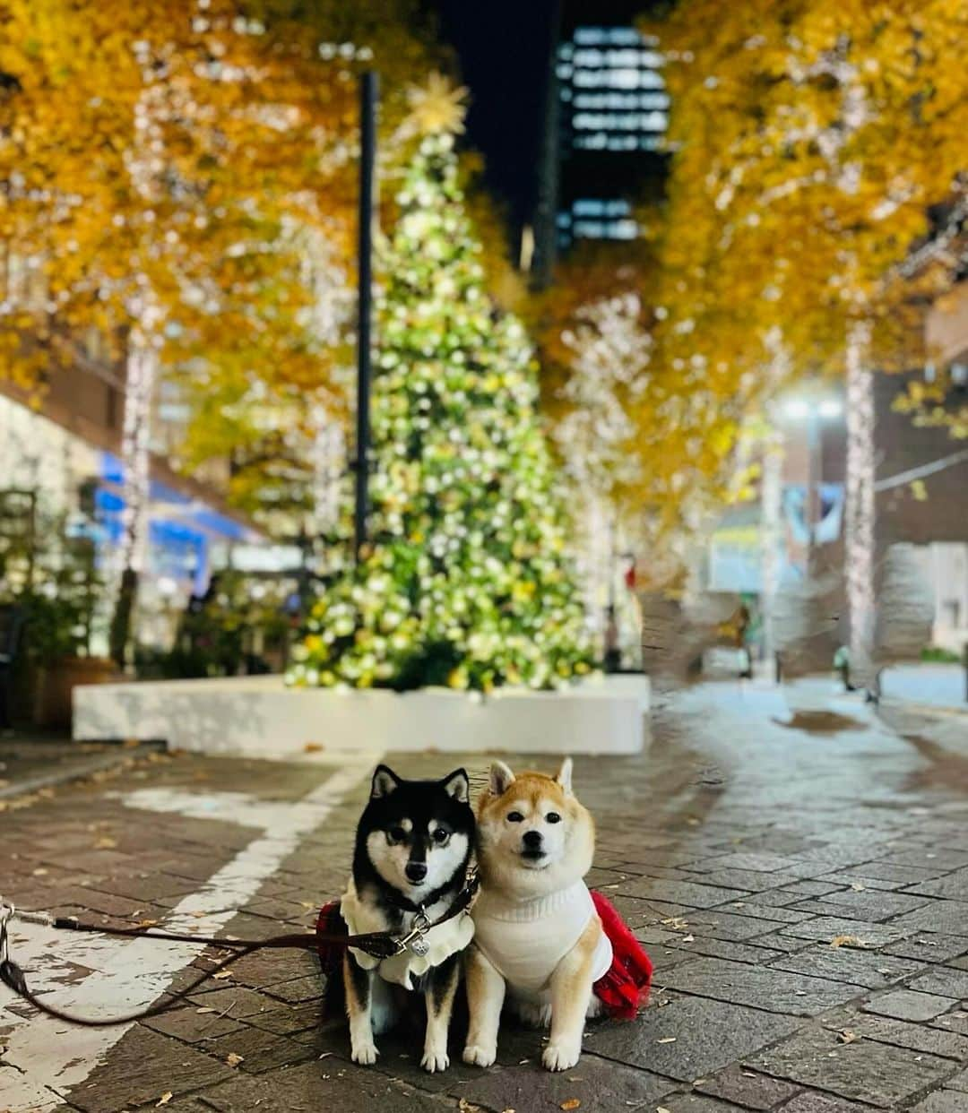 豆柴なつ&ふゆのインスタグラム