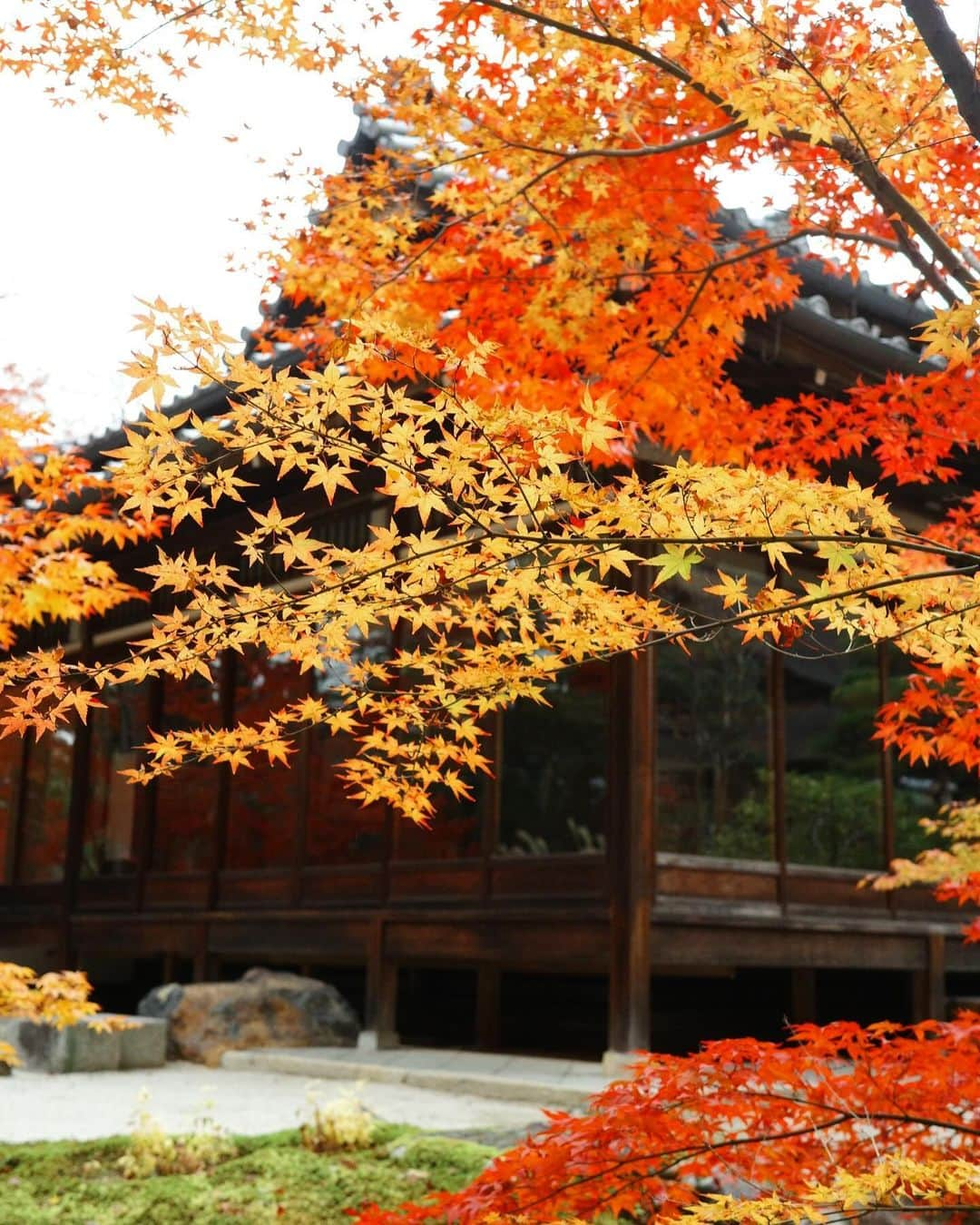 長尾悦美さんのインスタグラム写真 - (長尾悦美Instagram)「Peak fall colors🍁  #kyoto #京都  #紅葉」11月29日 21時59分 - yoshiminagao