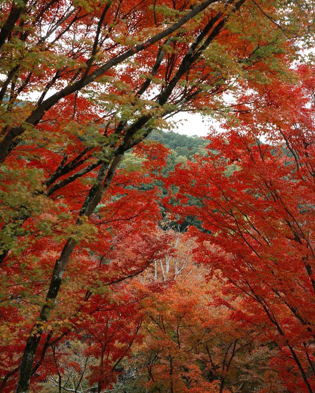 長尾悦美さんのインスタグラム写真 - (長尾悦美Instagram)「Peak fall colors🍁  #kyoto #京都  #紅葉」11月29日 21時59分 - yoshiminagao