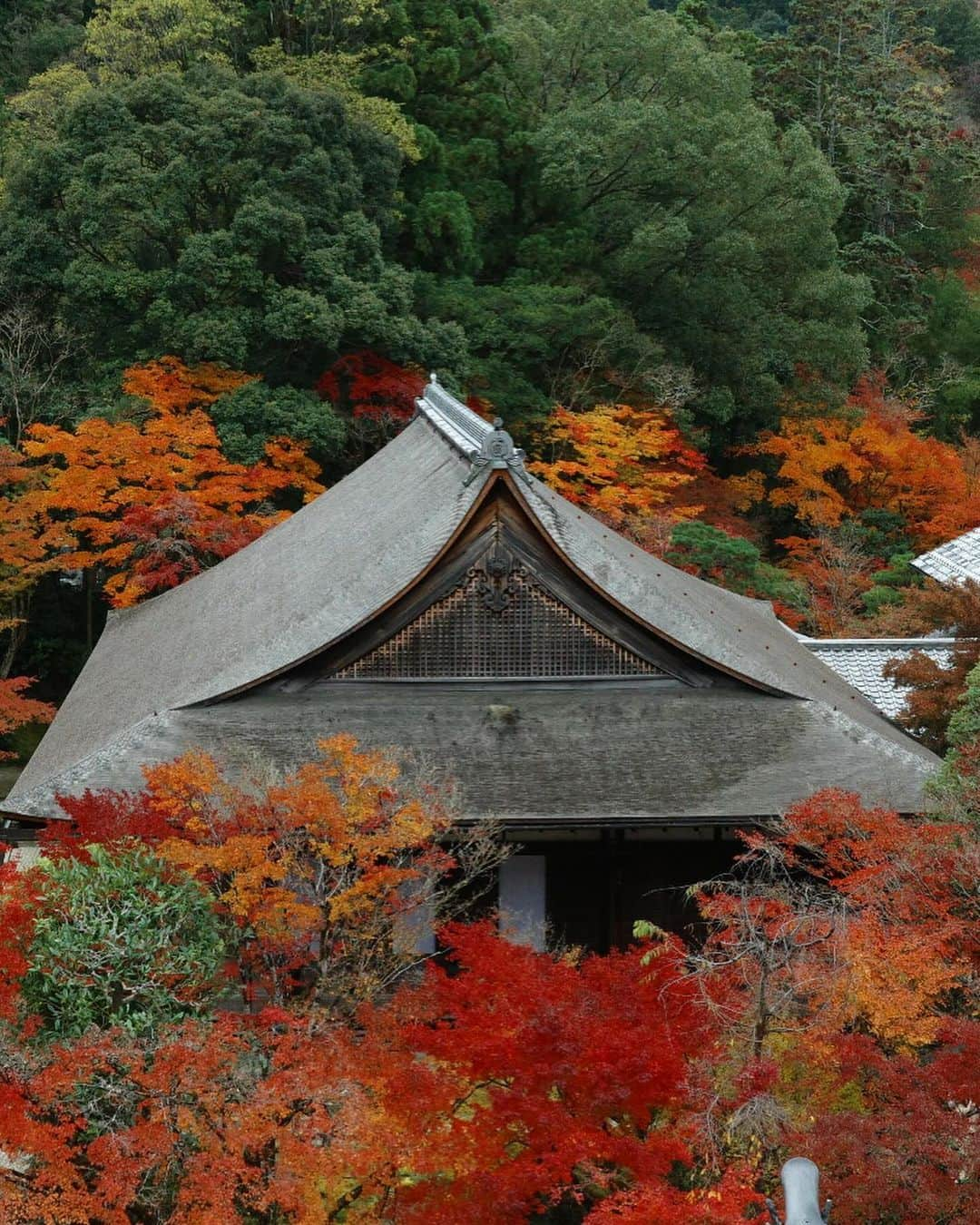 長尾悦美さんのインスタグラム写真 - (長尾悦美Instagram)「Peak fall colors🍁  #kyoto #京都  #紅葉」11月29日 21時59分 - yoshiminagao