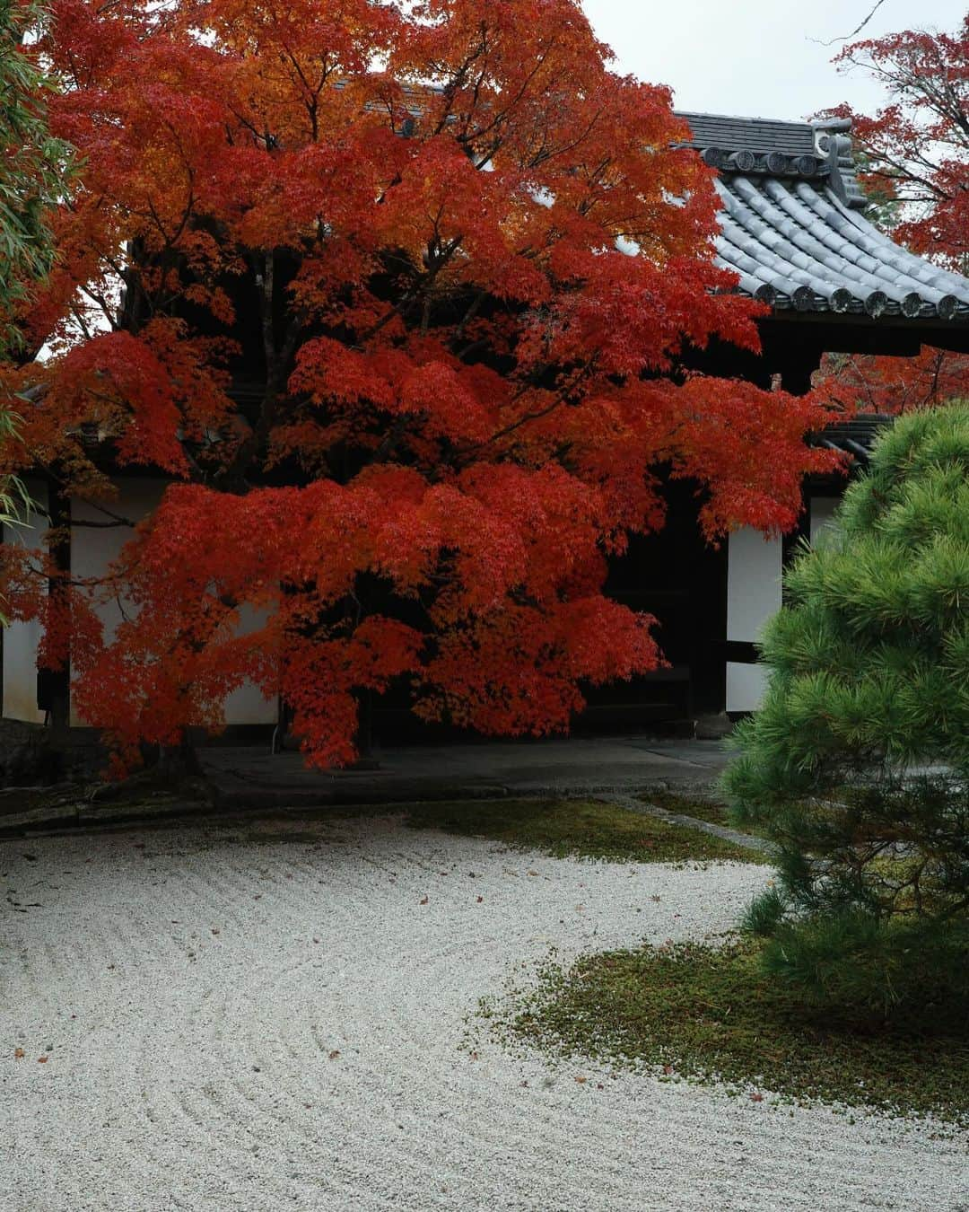 長尾悦美さんのインスタグラム写真 - (長尾悦美Instagram)「Peak fall colors🍁  #kyoto #京都  #紅葉」11月29日 21時59分 - yoshiminagao