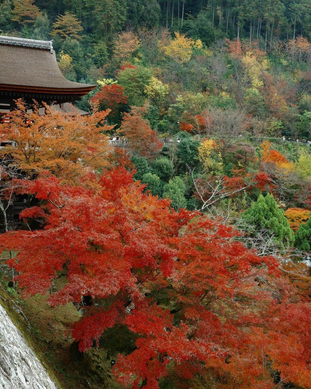 長尾悦美さんのインスタグラム写真 - (長尾悦美Instagram)「Peak fall colors🍁  #kyoto #京都  #紅葉」11月29日 21時59分 - yoshiminagao