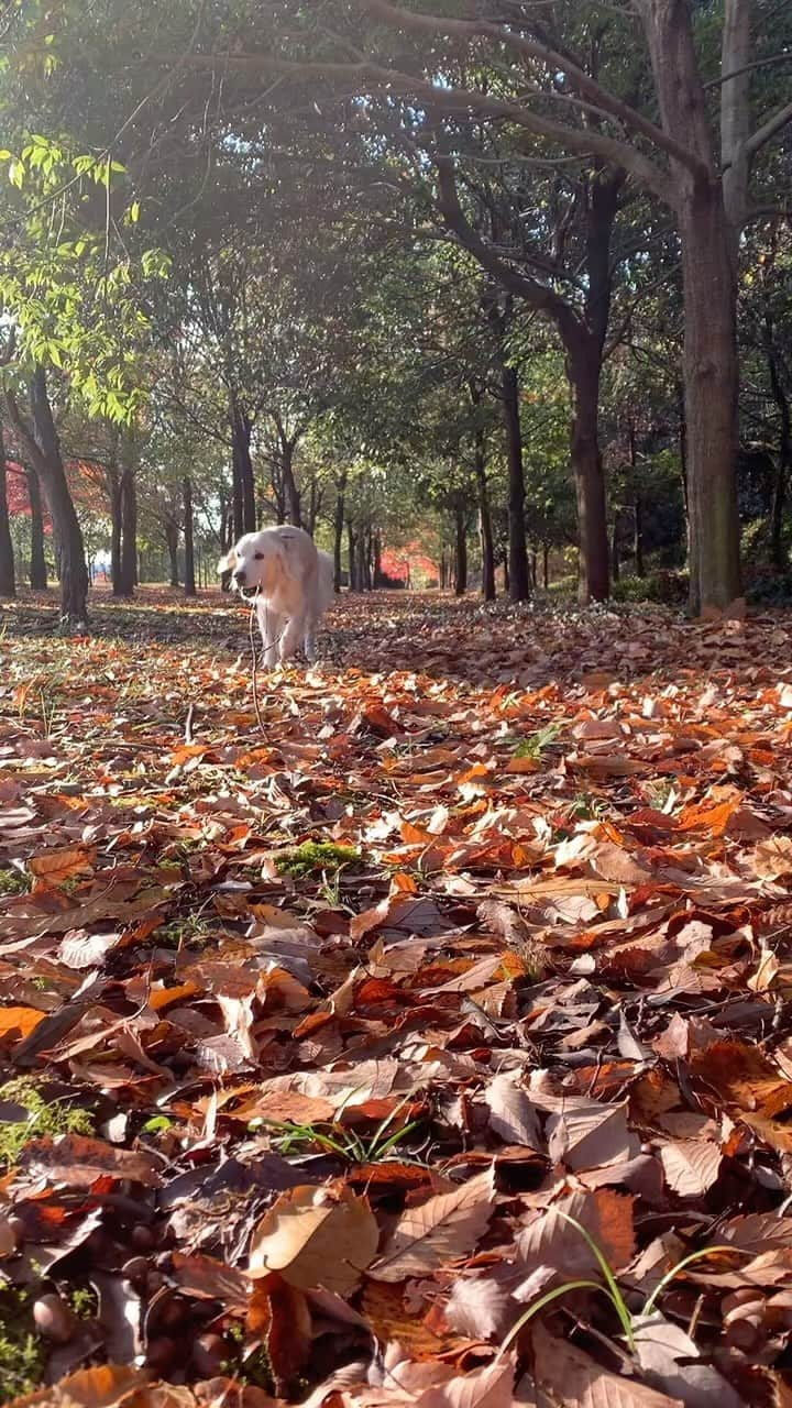 P太郎ママのインスタグラム