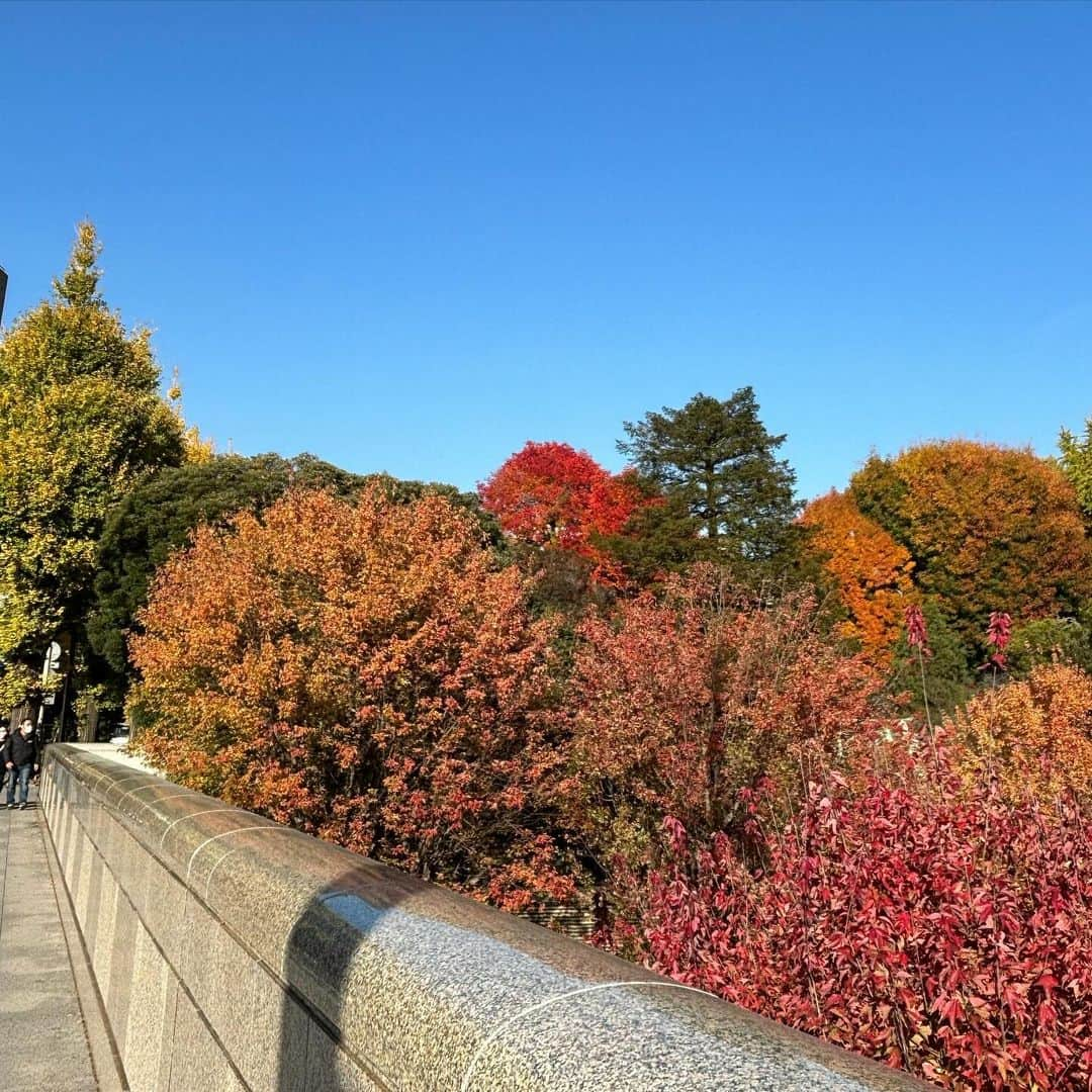 根本美緒のインスタグラム：「紅葉には青空なんだなーやっぱ🍁＠東京 #紅葉」