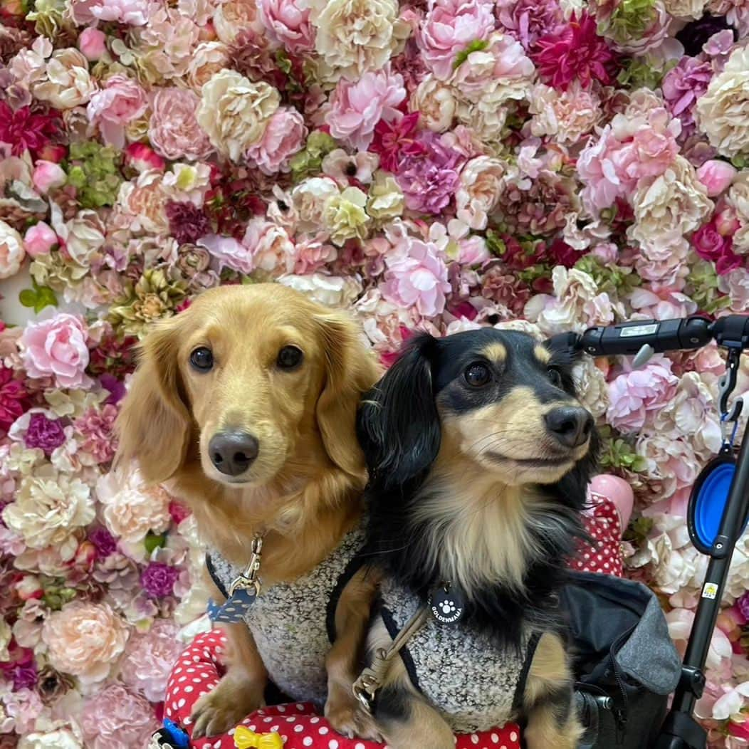 ピックのインスタグラム：「メイカーズピア撮影ブース 、 ピク＆ジェット 、 顔デカ、けつデカコンビ🐶🐶 、 ジェットのケツ!パワーアップしてたぞ😆😆 、 サイコ～のかわいい💞 ピク＆ジェット💓💓 、 最後の写真 ジェットの悪い顔 、 あー 楽しかった! 、 #メイカーズピア  #名古屋市 #わんこと一緒  #わんことお出かけ #同級生 #フルオブビガー　お揃い #イッヌ #いぬバカ部 #pecoいぬ部 #peppyフォト部 #dachshundlove #doggy #dogstagram_japan #イヌスタグラム #いぬすたぐらむ #たんそく部 #いぬのいる暮らし #犬の居る生活 #miniaturedachshund #犬 #dog #todayswanko #pecoいぬ部 #わんわん小学校 #lovedogs #犬好きな人と繋がりたい」