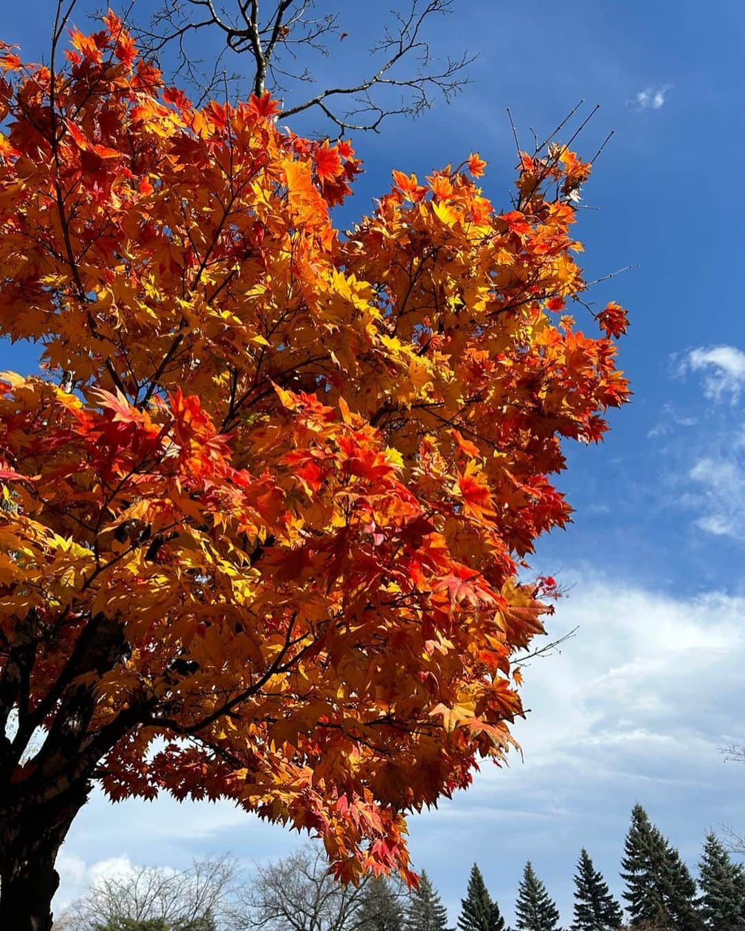 團遥香のインスタグラム：「みんなは紅葉ちゃんとみれたー？ 仕事先で綺麗な紅葉みれた☺️」