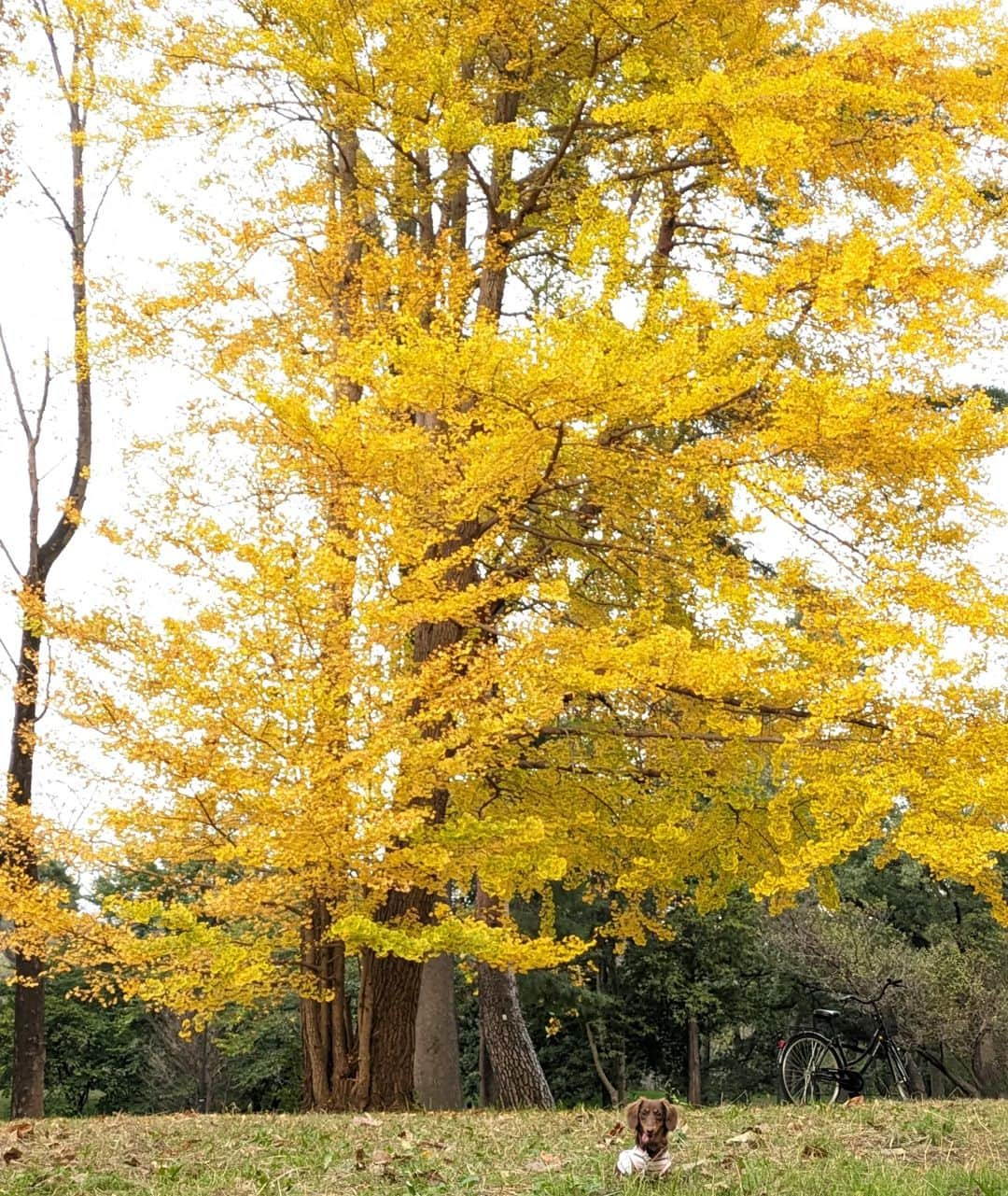 くるみんのインスタグラム：「* 11月5日 野川公園ラスト  大きな銀杏の木🌳の前で  #カニンヘンダックスフント #カニンヘンダックスフンドチョコタン #カニンヘンダックス多頭飼い #カニンヘンダックスの日常 #カニンヘン #カニンヘンダックス #カニンヘンチョコタン #カニンヘンダックスチョコタン #カニンヘンの会 #カニンヘンダックスフンド #チョコタンダックスフント #チョコタンダックスフンド #チョコタンダックス #チョコタン #ダックス多頭飼い #ダックスフントカニンヘン #ダックスフント #ダックスフンドカニンヘン #ダックスフンドチョコタン #ダックス部 #ダックスフンド #ダックス #ダックスの日常 #ダックス短足部 #いぬバカ部 #いぬすたぐらむ #短足部 #野川公園 #銀杏 #dachshund」