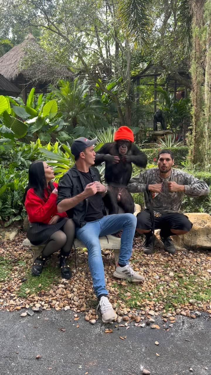 Zoological Wildlife Foundationのインスタグラム：「Just another wild day in paradise with the crew welcoming our guests in style with @limbanizwf and some of his fave crew: mom @mariazwfmiami, brother @ultimateheatup_ and of course Auntie @mattdillon1983.   📸 @racheluchitelnyc   Meet our myriad of wildlife all weekend on your visit to ZWF. Call 📞 (305) 969-3696 and or visit ZWFMiami.com to book your next tour.   #chimpanzee #notapet #limbani #family」