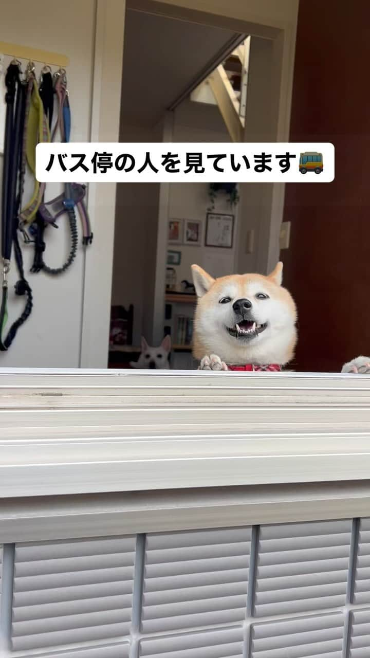 柴犬ハル&保護犬すずのインスタグラム