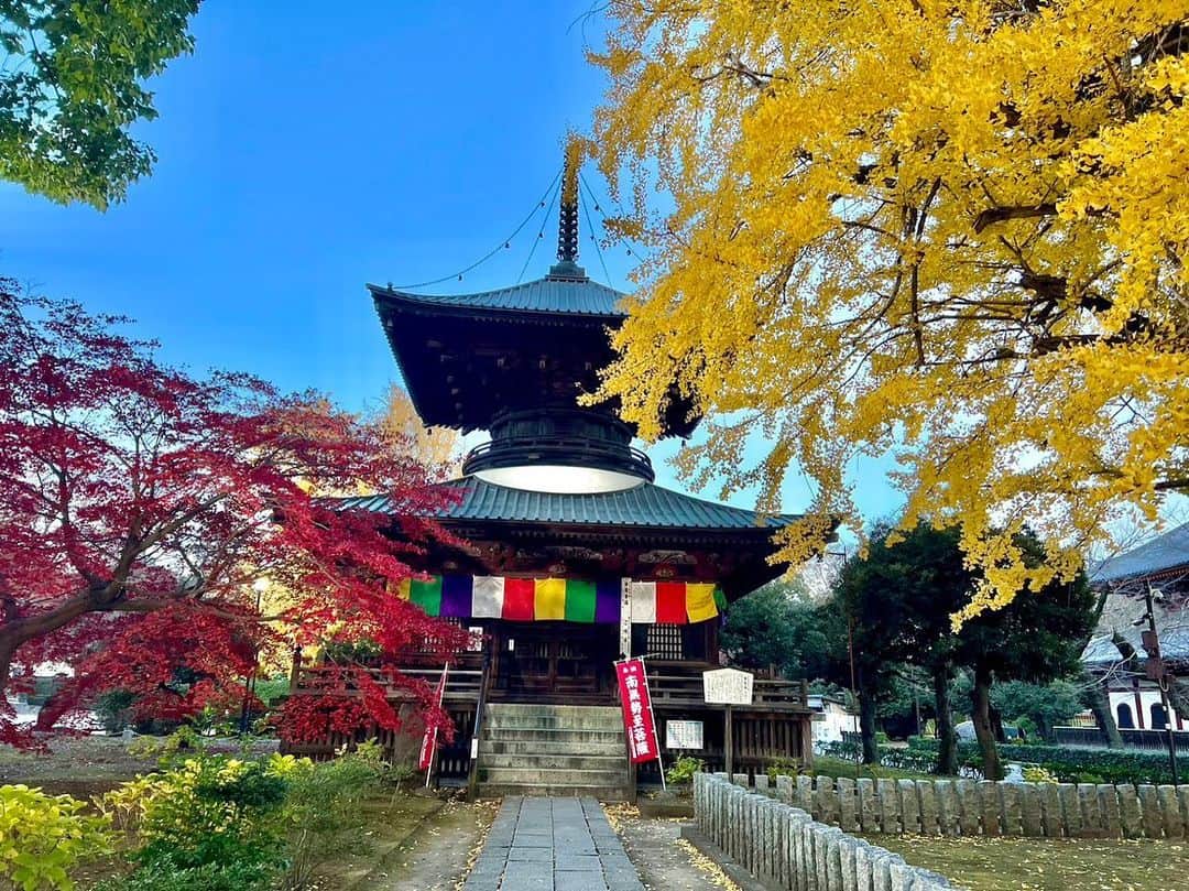 依田司さんのインスタグラム写真 - (依田司Instagram)「11月30日(木) 栃木県足利市「鑁阿寺」の境内では、大イチョウの黄葉がピークを迎えています。 樹齢およそ6５0年、高さ３０ｍ、幹の太さは１０ｍもあり、県の天然記念物に登録されています。 今年は異例の暖かさで、見頃が例年より半月ほど遅かったそう。 この敷地は室町幕府の将軍家の祖にあたる、「足利氏」の邸宅があった場所。そのため、お堀や土塁があるなど、当時の武家屋敷としての面影が色濃く残る、珍しい寺院ですイチョウの葉っぱを散りばめた可愛らしい御朱印と珍しい御城印もゲットしたいですね。  #鑁阿寺 #GAP #ギャップ #依田さん #依田司 #お天気検定 #テレビ朝日 #グッドモーニング #気象予報士 #お天気キャスター #japan #japantrip #japantravel #unknownjapan #japanAdventure #japanlife #lifeinjapan #instagramjapan #instajapan #療癒 #ilovejapan #weather #weathercaster #weatherforecast」11月30日 8時36分 - tsukasa_yoda