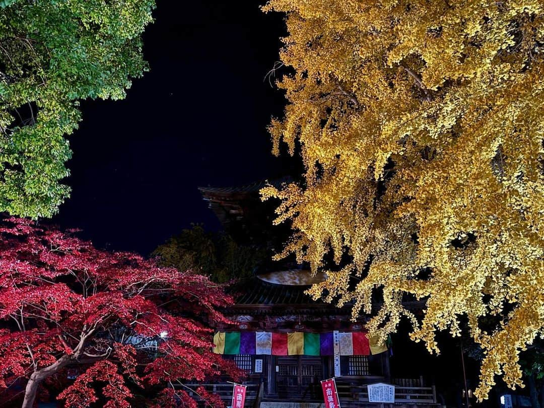 依田司さんのインスタグラム写真 - (依田司Instagram)「11月30日(木) 栃木県足利市「鑁阿寺」の境内では、大イチョウの黄葉がピークを迎えています。 樹齢およそ6５0年、高さ３０ｍ、幹の太さは１０ｍもあり、県の天然記念物に登録されています。 今年は異例の暖かさで、見頃が例年より半月ほど遅かったそう。 この敷地は室町幕府の将軍家の祖にあたる、「足利氏」の邸宅があった場所。そのため、お堀や土塁があるなど、当時の武家屋敷としての面影が色濃く残る、珍しい寺院ですイチョウの葉っぱを散りばめた可愛らしい御朱印と珍しい御城印もゲットしたいですね。  #鑁阿寺 #GAP #ギャップ #依田さん #依田司 #お天気検定 #テレビ朝日 #グッドモーニング #気象予報士 #お天気キャスター #japan #japantrip #japantravel #unknownjapan #japanAdventure #japanlife #lifeinjapan #instagramjapan #instajapan #療癒 #ilovejapan #weather #weathercaster #weatherforecast」11月30日 8時36分 - tsukasa_yoda