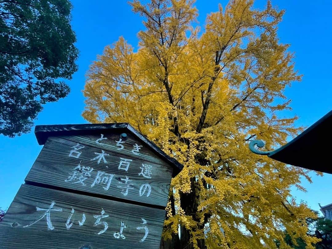 依田司さんのインスタグラム写真 - (依田司Instagram)「11月30日(木) 栃木県足利市「鑁阿寺」の境内では、大イチョウの黄葉がピークを迎えています。 樹齢およそ6５0年、高さ３０ｍ、幹の太さは１０ｍもあり、県の天然記念物に登録されています。 今年は異例の暖かさで、見頃が例年より半月ほど遅かったそう。 この敷地は室町幕府の将軍家の祖にあたる、「足利氏」の邸宅があった場所。そのため、お堀や土塁があるなど、当時の武家屋敷としての面影が色濃く残る、珍しい寺院ですイチョウの葉っぱを散りばめた可愛らしい御朱印と珍しい御城印もゲットしたいですね。  #鑁阿寺 #GAP #ギャップ #依田さん #依田司 #お天気検定 #テレビ朝日 #グッドモーニング #気象予報士 #お天気キャスター #japan #japantrip #japantravel #unknownjapan #japanAdventure #japanlife #lifeinjapan #instagramjapan #instajapan #療癒 #ilovejapan #weather #weathercaster #weatherforecast」11月30日 8時36分 - tsukasa_yoda