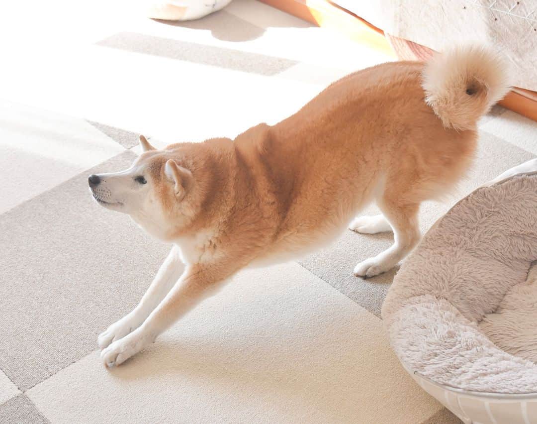 meekooのインスタグラム：「りんごさんのノビィ〜♪ お尻の丸みがたまらん🤤」