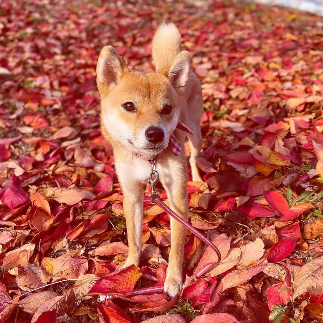 柴犬小春さんのインスタグラム写真 - (柴犬小春Instagram)「前の日雨が降ってくれると、翌朝しっかり赤い絨毯ができています。」11月30日 9時01分 - kohachannel