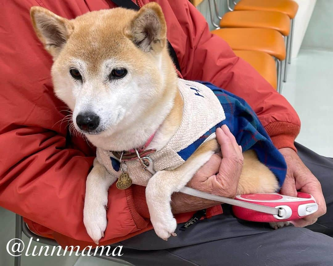 linnmamaのインスタグラム：「麗は今日3回目の抗がん剤治療💉でした〜①病院🏥の待合室で〜11時に診察、血液検査の後、預けて、午後4時にお迎えです😊〜麗、頑張りました〜明日から4日間制吐剤💊をのんで、副作用に備えます〜食欲不振対策の耳の中に塗る薬💊も処方してもらいました〜②病院に行く前、翔と一緒にお昼寝中💤〜明日からもこんな穏やかな日々が続きますように😍〜夕方散歩はみんなと一緒に歩けました🐾〜今日は頑張った麗を褒めてあげたいと思います🥰〜今できることを精一杯、それで十分‼️ ＊ ＊ ＊ #柴犬#dog #柴犬凜の勇気凜々every day #shibastagram #my_eos_photo #eosr6 #eosr10  #ドッグフォトグラファーズ #iphone12 #iphone12promax  #2024凜ファミリーカレンダー発売中 #プロフィール欄からどうぞ #Amazon、楽天でも販売中 #抗がん剤治療」