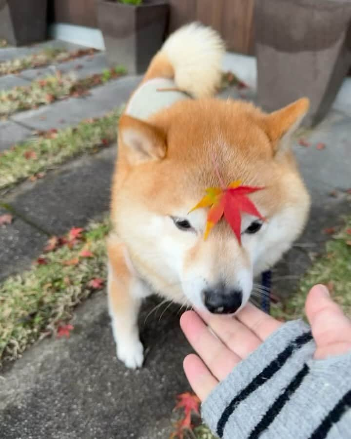 豆柴ソラのインスタグラム