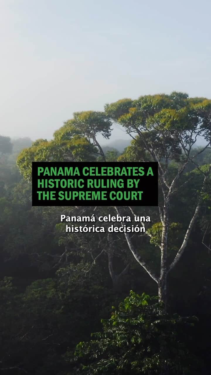 レオナルド・ディカプリオのインスタグラム：「Repost from @rewild  • In a historic vote, the nation’s highest court ruled the Minera Panamá mining contract for an open-pit mine unconstitutional, marking a win for biodiversity, local communities, and our planet.   Panama has an opportunity now to be a leader in safeguarding precious ecosystems and protecting biodiversity. This ruling champions the rights, voices, and well-being of local communities over profit-driven interests.   This victory is also a beacon of hope for our planet’s future. Safeguarding irreplaceable ecosystems like these are critical to combating climate change and biodiversity loss. #PanamaTeQuieroVerde #PanamáValeMásSinMinería   Video credits: Collaboration between @duletvindigena @waguafilms @mullu.tv & Passu Creative Community Indigenous protester - TV indígena and waguafilms Great Green Macaw - Hans Norelius, CC BY 2.0 Gemini’s Dart Frog Jaime Culebras / @photowildlifetours」