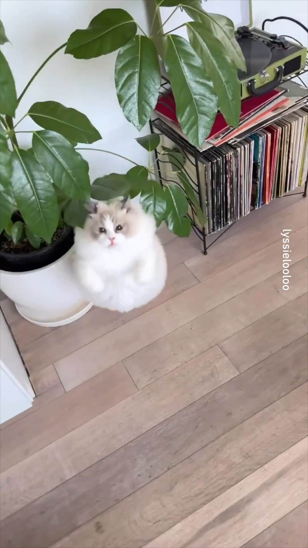 9GAGのインスタグラム：「boo! 📹 @lyssielooloo - #ragdoll #9gag」