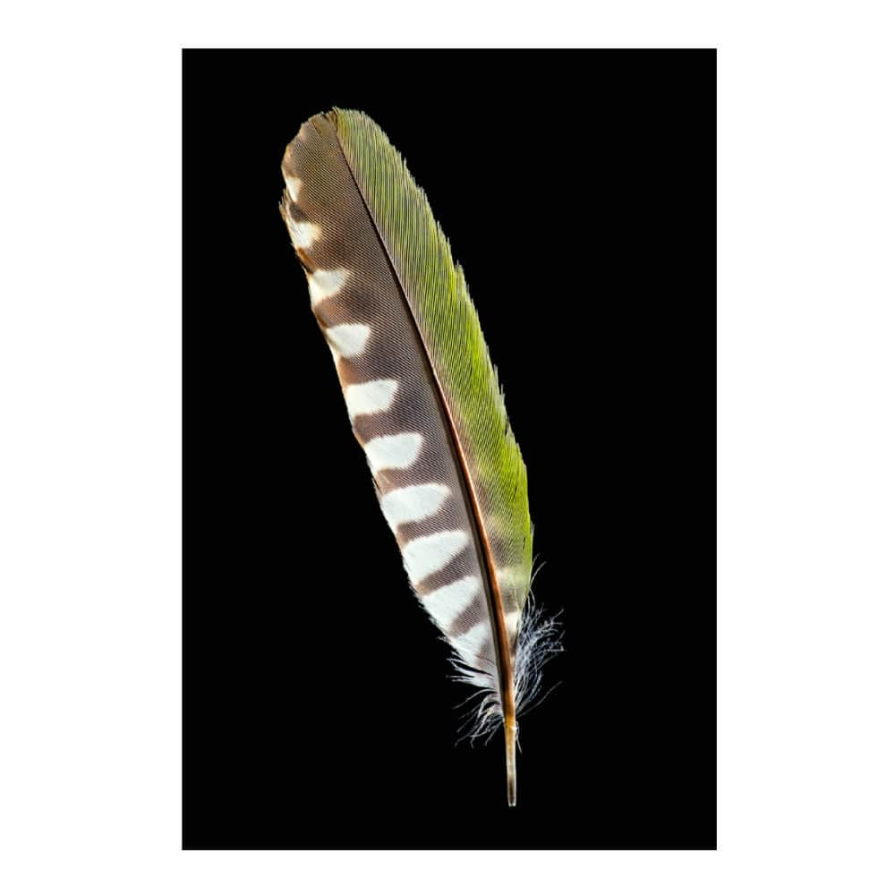 Robert Clarkのインスタグラム：「Both male and females of the European Green Woodpecker have the same color feathers. This secondary flight feather can barely be seen unless the bird is in flight. This bird is officially part of the woodpecker family, but spends most of its time foraging for ants on the forest floor. LATIN NAME: Picus viridis  REGION: Europe and Asia.」