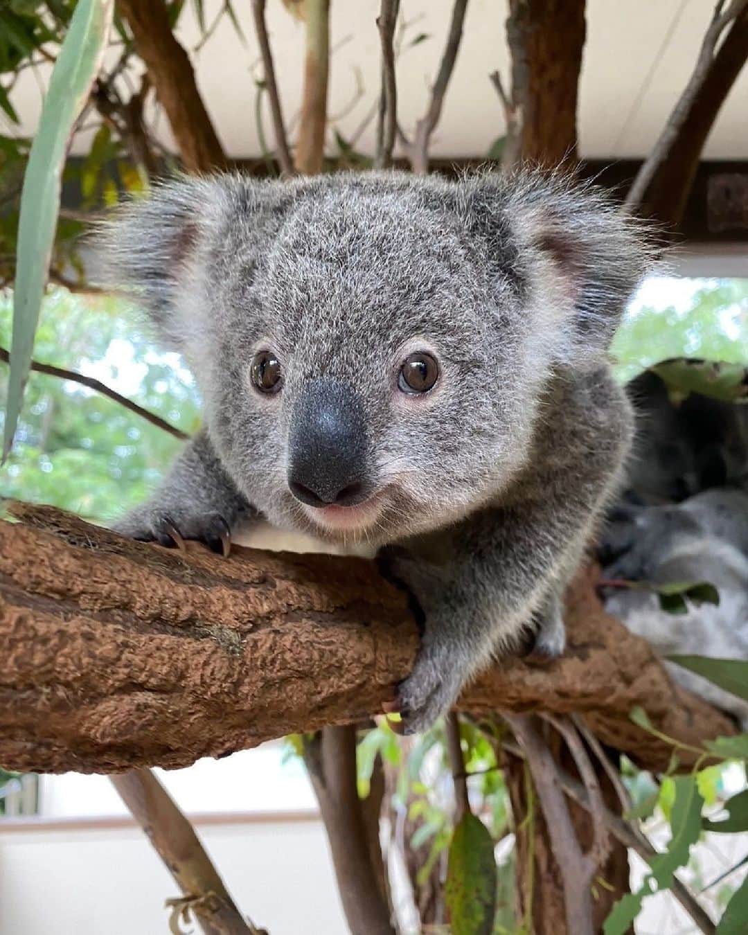 Australiaのインスタグラム：「"G'day! Welcome to Meanjin (@visitbrisbane) - I'll be your tour guide today!" 🐨 For business groups venturing to @queensland's sunny capital, a visit to @lonepinekoala is a *must*. Accessible via a picturesque private charter boat trip down the #BrisbaneRiver, say a hearty hello to the adorable residents (including koalas, kangaroos, wallabies, echidnas, wombats, and dingoes!) before heading back into the city centre and reaching new heights with @storybridgeadventureclimb or enjoying a riverside cocktail at @howardsmithwharves.  #SeeAustralia #ComeAndSayGday #ThisIsQueensland #Dreamtime2023 #MeetInAus   ID: A close-up of a koala joey perched on a tree branch, staring directly into the camera amidst a backdrop of gum leaves.」