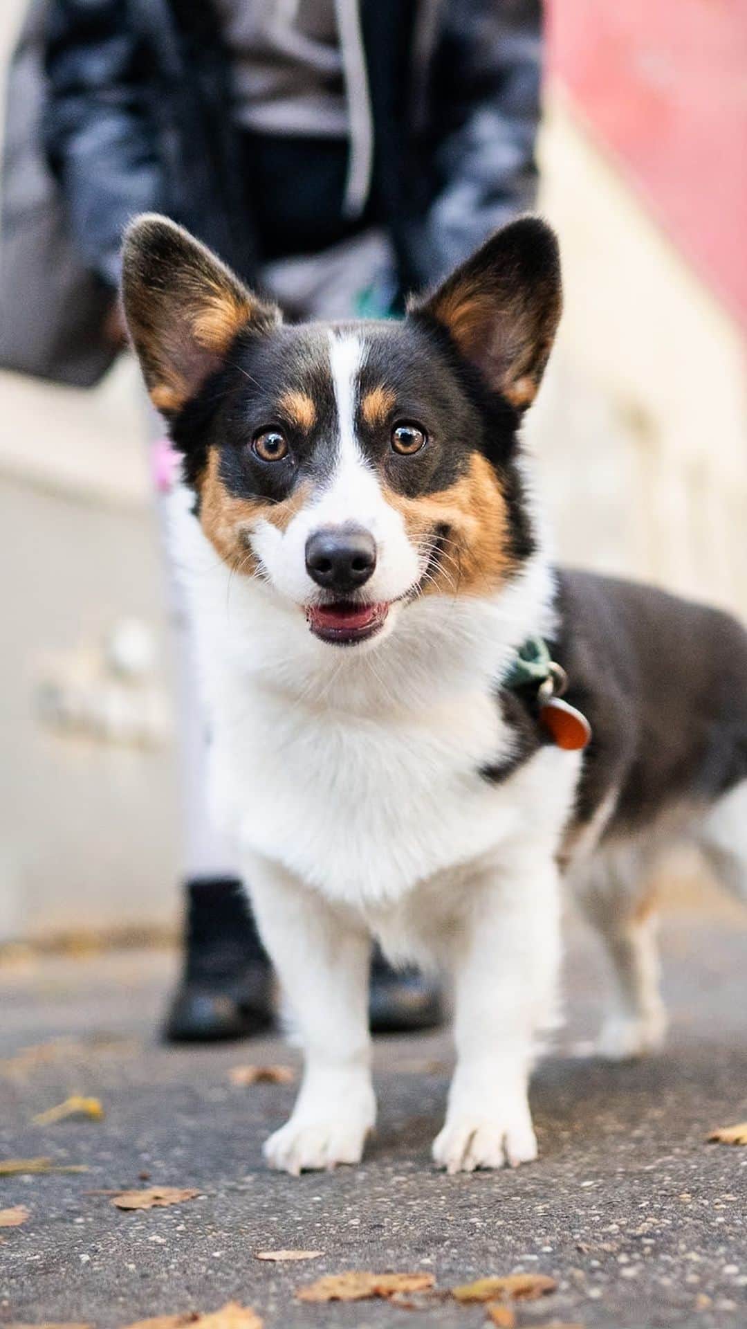 The Dogistのインスタグラム：「Pippa, Pembroke Welsh Corgi (2 y/o), Christopher & Greenwich Ave., New York, NY • “I’m her walker – I’ve been walking her for two years. She’s very crazy and very quirky. In the summertime she likes to go to the pier to walk through the sprinklers. She met Taylor Swift. I love the dogs’ energy – all of them have very different personalities. They love me and I love them. They’re like my babies.” @pipandthecity」