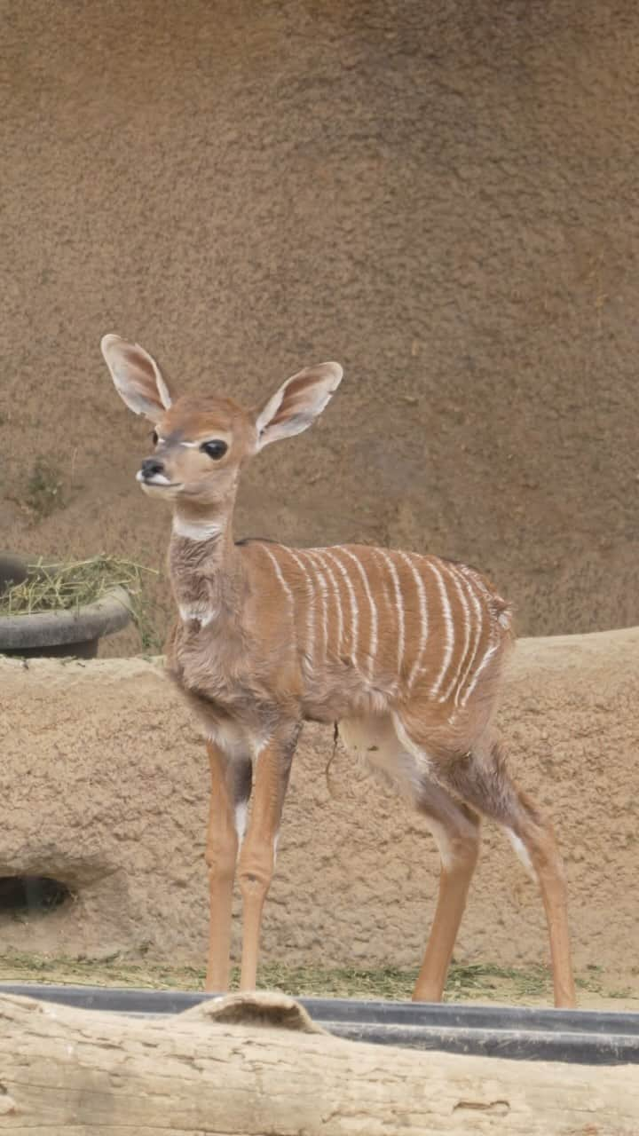 San Diego Zooのインスタグラム：「This video kudu-n’t be any cuter   #Kudu #Calf #StripedCutie #SanDiegoZoo」