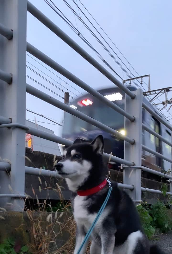 くろのインスタグラム：「G☺︎☺︎d m☺︎rning 🚃  #朝んぽ #RonHerman #ロンハーマン #RecycledTapeDogCollar #ロンハーマン首輪  #ロンハーマン犬 #ロンハーマン犬グッズ  #RonHermanDog #ロンハーマンドッグ  #相鉄車両かっこいい #相鉄21000系 #東急目黒線 #jiyugaokadoglife #kuroshiba #blackshiba #shibainu #shibastagram #柴犬と電車 #電車と柴犬 #奥沢犬 #自由が丘犬 #柴犬 #黒柴 #シニア犬 #シニア犬16歳 #いぬら部 #ふわもこ部 #わんダ動 #わんだふるjapan」