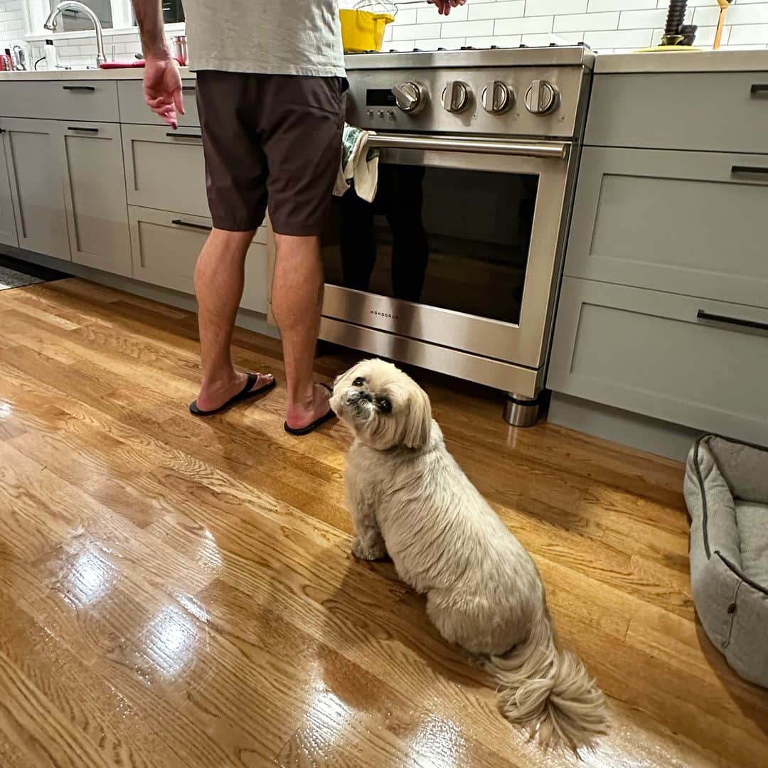 Dougie the Shih Tzuさんのインスタグラム写真 - (Dougie the Shih TzuInstagram)「Shih Tzu smells the schnitzel.」11月30日 6時40分 - dailydougie