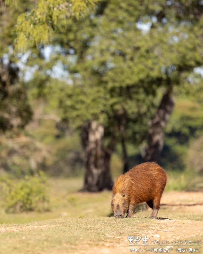 渡辺克仁のインスタグラム：「おはようございます  #カピバラ #水豚 #capybara #おはよう」