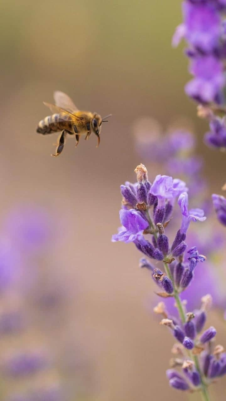 Jurlique Japanのインスタグラム：「ジュリーク農園にとって ミツバチは欠かせないメンバー🐝 それは、ミツバチを介し 植物に受粉するという大役を 担ってもらう必要があるから。   農園には6つの巣箱があり、 年に数回巣をチェックし 餌が十分にあるか、 ロウやハチミツが詰まっていないか、 病気にかかっていないかなどを確認しています。   ときどき分けてもらう 彼らの作ったハチミツは絶品🍯   農園で育てている植物の成長を促進し、 生産を維持できているのは ミツバチたちによる24時間の労働の賜物です💫  #jurlique #organic #naturalskincare  #selfcare#biodynamicskincare #wellbeing #holisticbeauty #australia #adelaide #biodynamicfarming #ジュリーク #ジュリークのある暮らし #バイオダイナミック無農薬有機農法 #セルフケア」