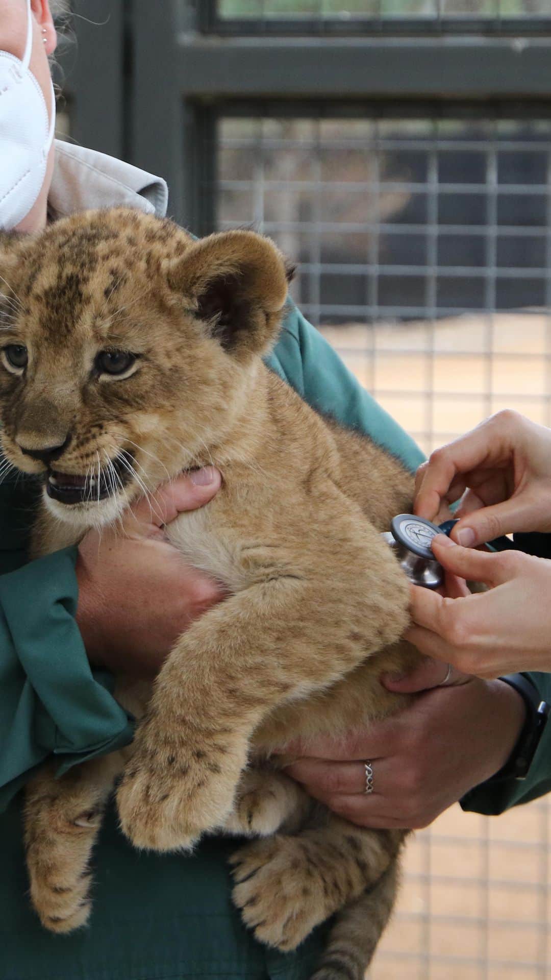 タロンガ動物園のインスタグラム：「On last nights episode of Who’s Who in the Zoo you would have seen Lion Lwazi’s long journey to Taronga Western Plains Zoo in Dubbo, where he formed a special bond with our lioness Marion 📺🦁  We caught up with Keeper Megan to see where Lwazi and Marion are now. Tune in below to hear the most paw-fect update 😉  Also, catch up on previous seasons and follow-up episodes via our Taronga Documentary hub (link in bio 🔗)  #forthewild #tarongawhoswhointhezoo」
