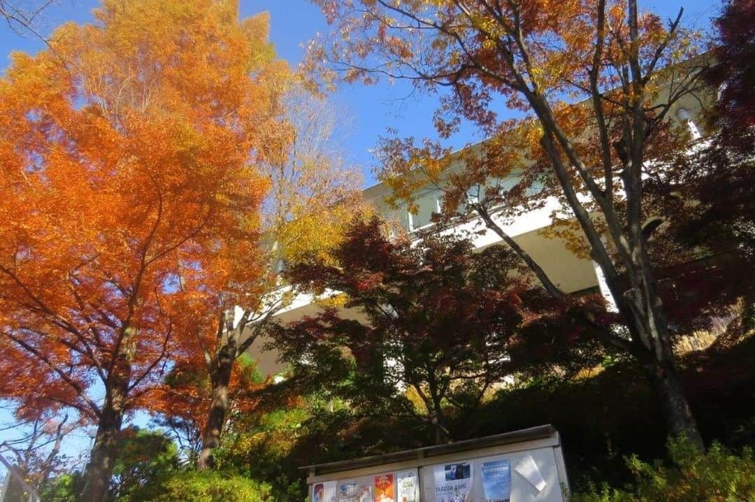 Soka Universityさんのインスタグラム写真 - (Soka UniversityInstagram)「📸 Campus Seasonal Photos🍁  2023年11月15日は生涯忘れられない日となりました。開学以来、創立者には幾度となくキャンパスに足を運んで頂き、学生を始め教職員、通教生や卒業生、保護者にも限りない励ましを送って頂きました。四季折々のキャンパスで刻んだ創立者との掛け替えのない思い出が次々とよみがえる卒業生もあまたいることでしょう。小春日和の日差しが降り注ぐ「平安の庭」に一期生が残した「草創の誓」の碑文があります。「一、我ら一期生は創立の師池田先生の掲げられた建学の精神を我が生命に刻み、その構想実現に生涯を賭して戦ってまいります。一、我ら一期生は草創の同志として互いに尊敬し鍛錬し合い友情の絆も固く共に団結して進んでまいります。一、我ら一期生はあらゆる立場で世界平和推進の原点である創価大学を断じて死守し発展させてまいります。以上、三箇条を我ら一期生は逡巡することなく自己自身を裏切ることなく生涯かけて実践していくことをここに誓います。」この碑文に込められた誓いは、一期生だけのものではありません。創立者の精神は陸続と続く創大生、短大生の胸中に確かに刻まれ、永遠に揺るぎなく受け継がれていきます。  #discoversoka #sodaigram #sodaipictures #sokauniversity #創価大学 #hachioji #八王子 #tokyo #東京 #campus #キャンパス #university #大学 #students #学生 #nature #自然 #fourseasons #四季 #environment #環境」11月30日 17時46分 - sokauniversity