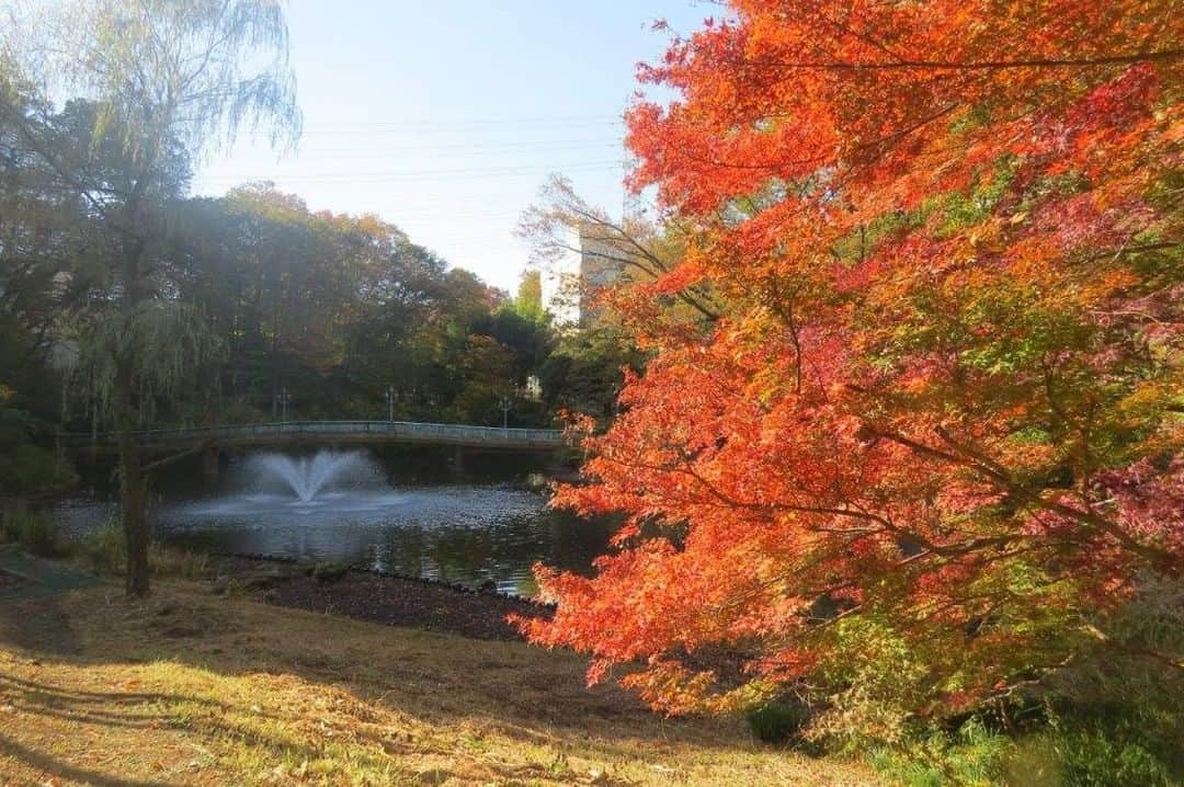 Soka Universityさんのインスタグラム写真 - (Soka UniversityInstagram)「📸 Campus Seasonal Photos🍁  2023年11月15日は生涯忘れられない日となりました。開学以来、創立者には幾度となくキャンパスに足を運んで頂き、学生を始め教職員、通教生や卒業生、保護者にも限りない励ましを送って頂きました。四季折々のキャンパスで刻んだ創立者との掛け替えのない思い出が次々とよみがえる卒業生もあまたいることでしょう。小春日和の日差しが降り注ぐ「平安の庭」に一期生が残した「草創の誓」の碑文があります。「一、我ら一期生は創立の師池田先生の掲げられた建学の精神を我が生命に刻み、その構想実現に生涯を賭して戦ってまいります。一、我ら一期生は草創の同志として互いに尊敬し鍛錬し合い友情の絆も固く共に団結して進んでまいります。一、我ら一期生はあらゆる立場で世界平和推進の原点である創価大学を断じて死守し発展させてまいります。以上、三箇条を我ら一期生は逡巡することなく自己自身を裏切ることなく生涯かけて実践していくことをここに誓います。」この碑文に込められた誓いは、一期生だけのものではありません。創立者の精神は陸続と続く創大生、短大生の胸中に確かに刻まれ、永遠に揺るぎなく受け継がれていきます。  #discoversoka #sodaigram #sodaipictures #sokauniversity #創価大学 #hachioji #八王子 #tokyo #東京 #campus #キャンパス #university #大学 #students #学生 #nature #自然 #fourseasons #四季 #environment #環境」11月30日 17時46分 - sokauniversity