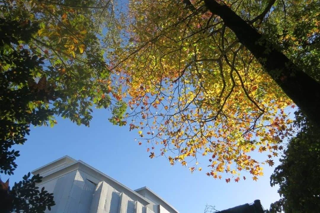 Soka Universityさんのインスタグラム写真 - (Soka UniversityInstagram)「📸 Campus Seasonal Photos🍁  2023年11月15日は生涯忘れられない日となりました。開学以来、創立者には幾度となくキャンパスに足を運んで頂き、学生を始め教職員、通教生や卒業生、保護者にも限りない励ましを送って頂きました。四季折々のキャンパスで刻んだ創立者との掛け替えのない思い出が次々とよみがえる卒業生もあまたいることでしょう。小春日和の日差しが降り注ぐ「平安の庭」に一期生が残した「草創の誓」の碑文があります。「一、我ら一期生は創立の師池田先生の掲げられた建学の精神を我が生命に刻み、その構想実現に生涯を賭して戦ってまいります。一、我ら一期生は草創の同志として互いに尊敬し鍛錬し合い友情の絆も固く共に団結して進んでまいります。一、我ら一期生はあらゆる立場で世界平和推進の原点である創価大学を断じて死守し発展させてまいります。以上、三箇条を我ら一期生は逡巡することなく自己自身を裏切ることなく生涯かけて実践していくことをここに誓います。」この碑文に込められた誓いは、一期生だけのものではありません。創立者の精神は陸続と続く創大生、短大生の胸中に確かに刻まれ、永遠に揺るぎなく受け継がれていきます。  #discoversoka #sodaigram #sodaipictures #sokauniversity #創価大学 #hachioji #八王子 #tokyo #東京 #campus #キャンパス #university #大学 #students #学生 #nature #自然 #fourseasons #四季 #environment #環境」11月30日 17時46分 - sokauniversity