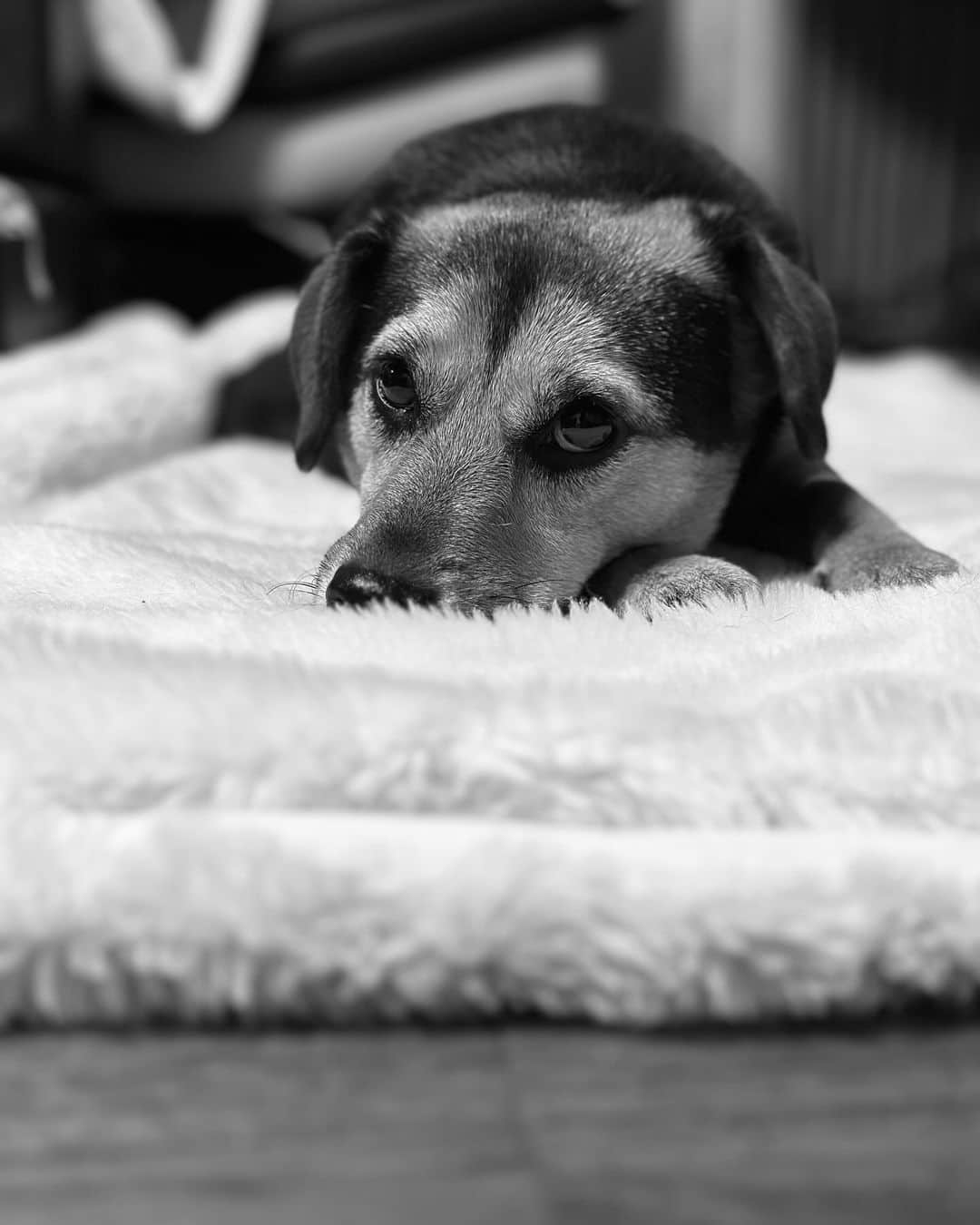 水村リアのインスタグラム：「🍑  たまにこの寝方してます🐕 股関節柔らかいのね。  𓃦꙳✮𖤐༶ 𓃦꙳✮𖤐༶ 𓃦꙳✮𖤐༶ 𓃦꙳✮𖤐༶ #犬 #犬が好き #豆柴 #ミニチュアダックスフント #ミックス犬 #小夏 #🐕」
