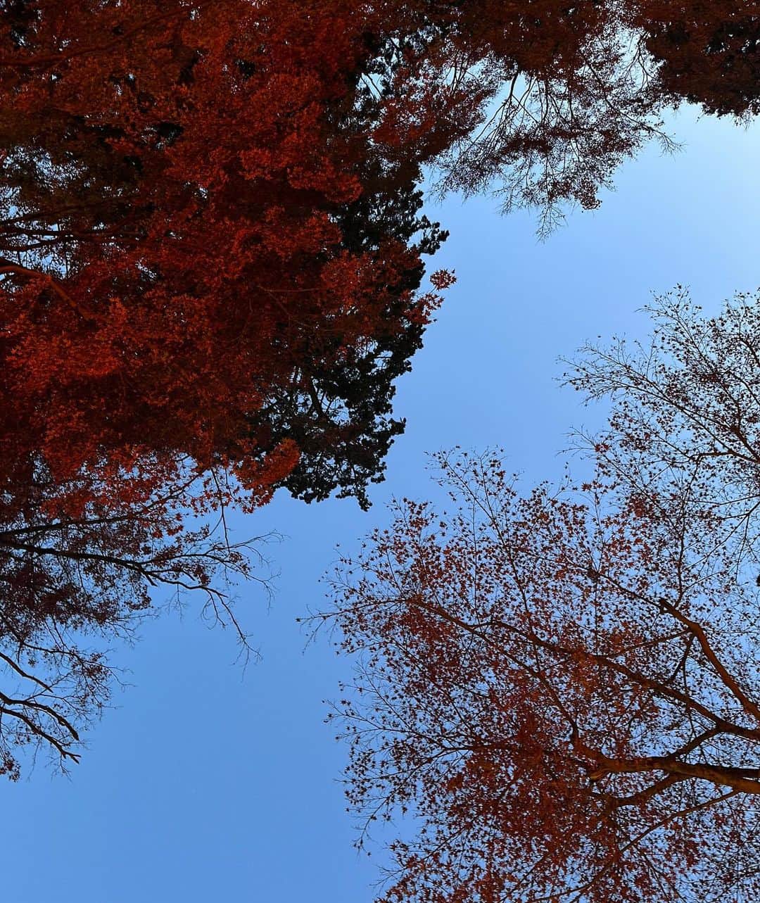 erinaさんのインスタグラム写真 - (erinaInstagram)「今年紅葉見られへんと思ってたけど見れた❤️  夕方と夜とまた別の綺麗さで感動〜✨️」11月30日 18時18分 - e___rrina