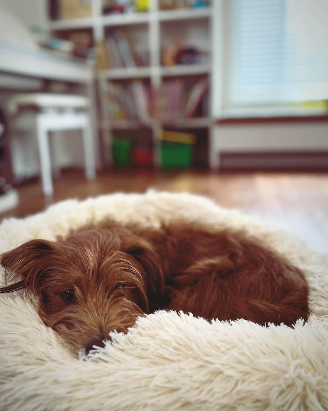 河口恭吾さんのインスタグラム写真 - (河口恭吾Instagram)「ブラックフライデーでモギーのベッド買ってみました。  気に入ってくれたみたいで嬉しいです。  #保護犬と暮らそう  #保護犬との暮らし  #保護犬と暮らす  #チューバッカ犬　#犬ベッド　#ブラックフライデー」11月30日 9時30分 - kawaguchikyogo