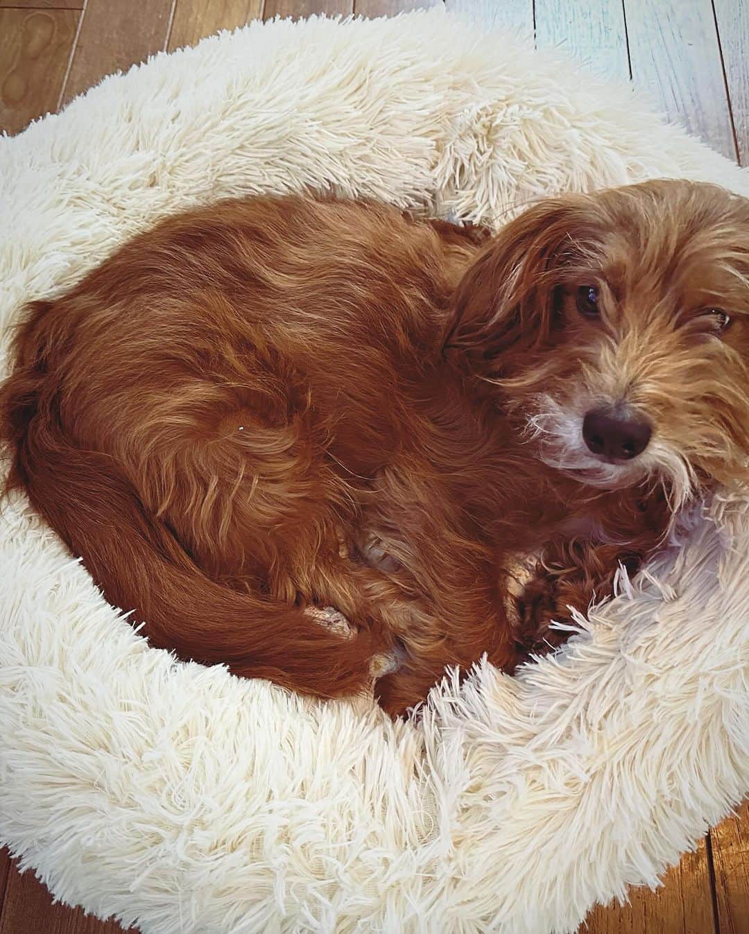 河口恭吾さんのインスタグラム写真 - (河口恭吾Instagram)「ブラックフライデーでモギーのベッド買ってみました。  気に入ってくれたみたいで嬉しいです。  #保護犬と暮らそう  #保護犬との暮らし  #保護犬と暮らす  #チューバッカ犬　#犬ベッド　#ブラックフライデー」11月30日 9時30分 - kawaguchikyogo