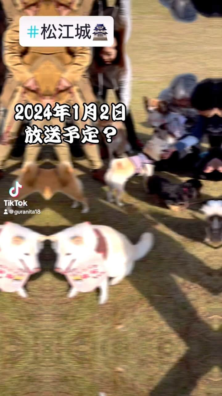 u-meK00000000 YUMIKO HORIKIRI ZUMBA のインスタグラム：「湖太郎🐕のワン友達🐶 白柴 はなちゃん は松江城ワンコ大使  2024年1月2日にローカルケーブルテレビで はなちゃんとお友達のワンズたちが紹介されるそうです。  湖太郎は撮影に遅刻しちゃったので記念に みんなで記念撮影📷してきたよー😆  #松江城 #わんこ大使 #いぬのいる暮らし #しばいぬ #島根 #いなかぐらし」