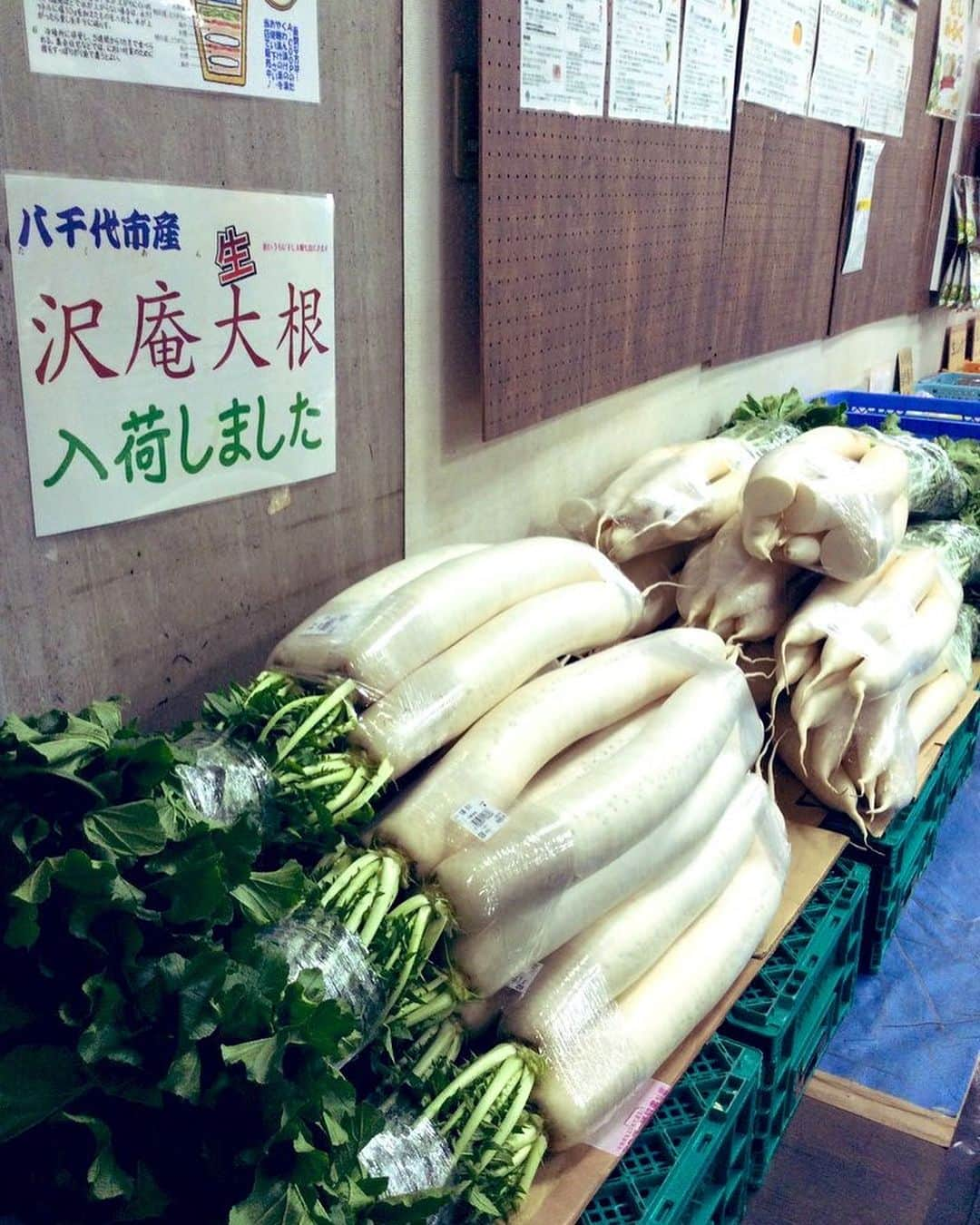 道の駅やちよさんのインスタグラム写真 - (道の駅やちよInstagram)「農産物直売所から✨ たくあん大根入荷してきています！  里芋も各種！ 色々と種類があるのでびっくりです⁉️ 売場に種類ごとの特徴も掲示してありますので、参考にして美味しいお料理作ってみてください☺️  #お出かけ #道の駅 #道の駅やちよ #道の駅めぐり #地産地消 #農産物直売所 #新鮮野菜 #野菜好き #野菜たっぷり #買い物   #休憩 #やちよ農業交流センター #八千代市 #千葉県 #たくあん大根」11月30日 10時04分 - michinoeki_yachiyo090720