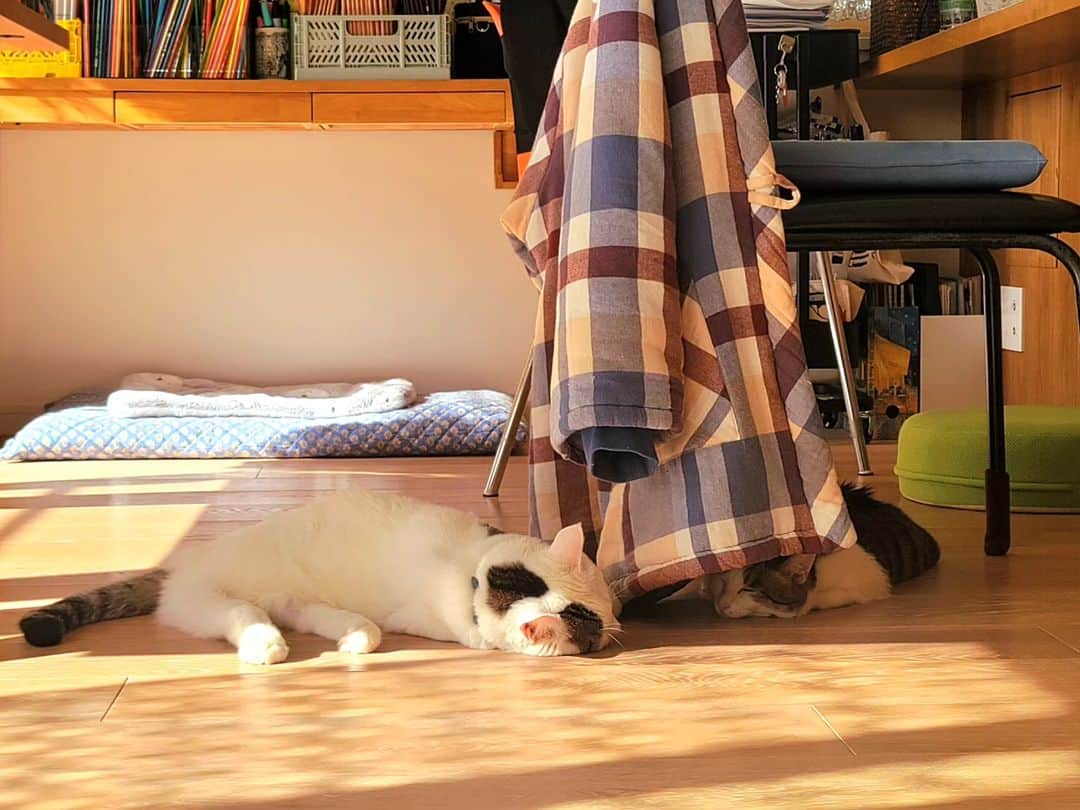 hoshino katsuraさんのインスタグラム写真 - (hoshino katsuraInstagram)「チョロと顔を近づけて寝たいさんちゃん。チョロがなかなか素直にならなかったけど何回目かのチャレンジで成功したみたい。  は〜、尊い✨  #teko家卒猫  #下半身不随猫三太  #下半身不随猫チョロ  #サンチョロ  #哀れなリスナーにサンチョロの祝福を  #下半身不随猫  #下半身不随猫と暮らす  #圧迫排尿猫  #圧迫排尿 #cat #rescuecat #ねこ #保護猫 #負傷猫 #熊本市動物愛護センター出身 #teko家の犬猫たち#花の木シェルター」11月30日 10時23分 - katsura_5600