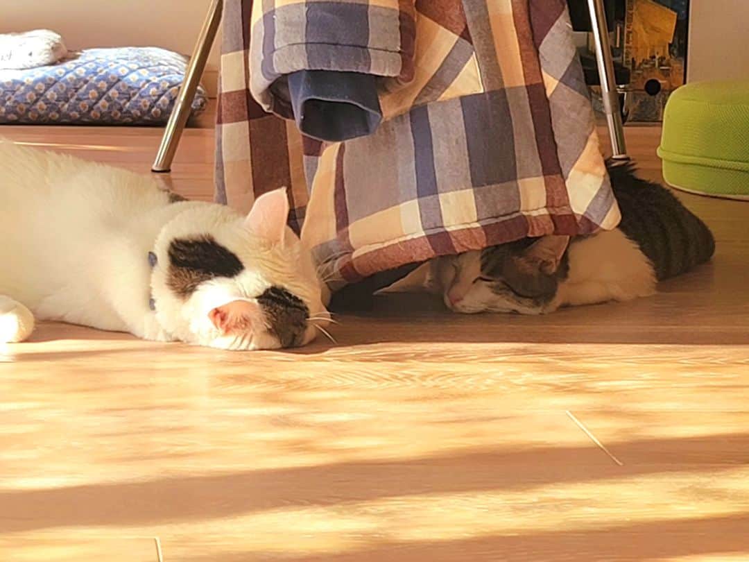 hoshino katsuraさんのインスタグラム写真 - (hoshino katsuraInstagram)「チョロと顔を近づけて寝たいさんちゃん。チョロがなかなか素直にならなかったけど何回目かのチャレンジで成功したみたい。  は〜、尊い✨  #teko家卒猫  #下半身不随猫三太  #下半身不随猫チョロ  #サンチョロ  #哀れなリスナーにサンチョロの祝福を  #下半身不随猫  #下半身不随猫と暮らす  #圧迫排尿猫  #圧迫排尿 #cat #rescuecat #ねこ #保護猫 #負傷猫 #熊本市動物愛護センター出身 #teko家の犬猫たち#花の木シェルター」11月30日 10時23分 - katsura_5600
