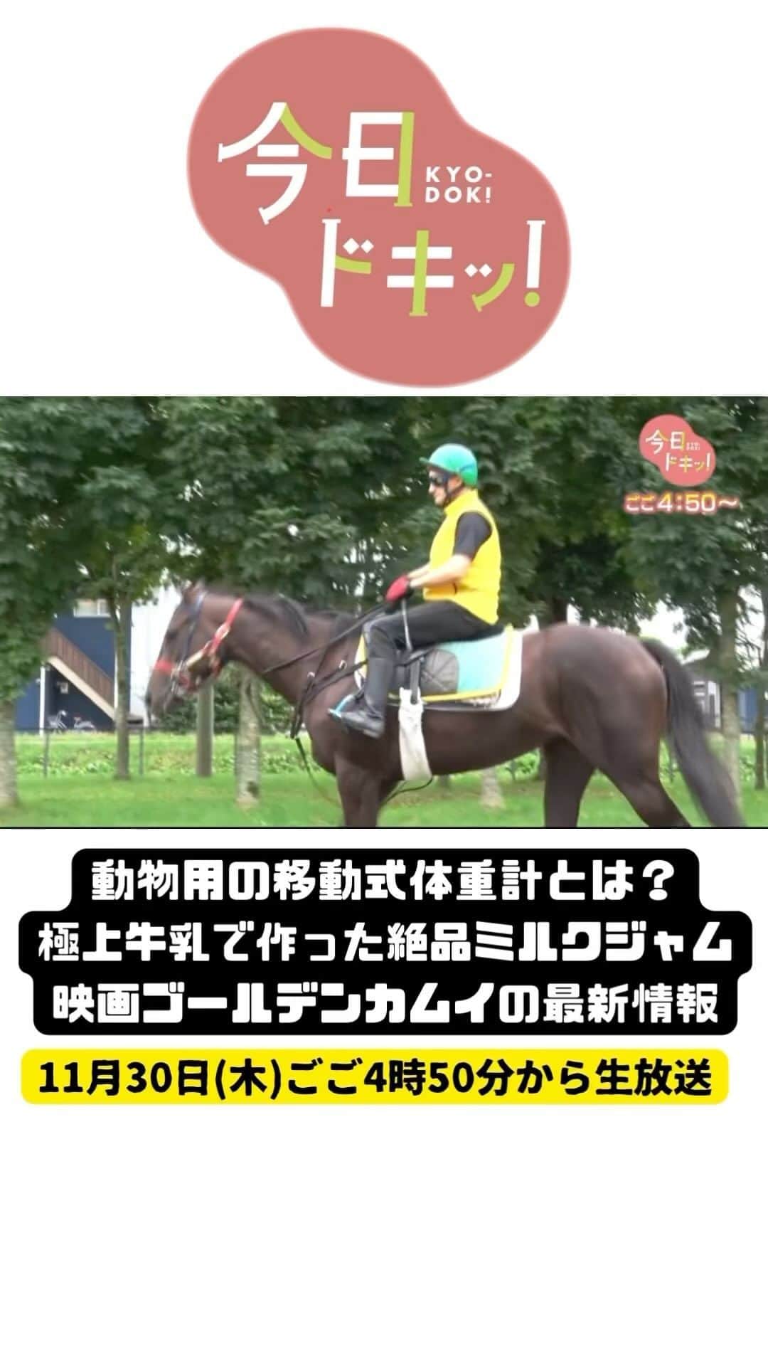 北海道放送「今日ドキッ!」のインスタグラム：「11月30日(木) #今日ドキッ ！ラインナップは  ⚪︎冬季五輪の開催地問題、札幌が目指す先は…？ ⚪︎自宅で本格スコーン！極上ミルクジャムとは ⚪︎馬の調教師が大発明！動物園も驚いた体重計 ⚪︎責任の所在はどこに？知床事故初めての弁論 ⚪︎氷都釧路のこれから #hbc #森田絹子 #堀啓知」
