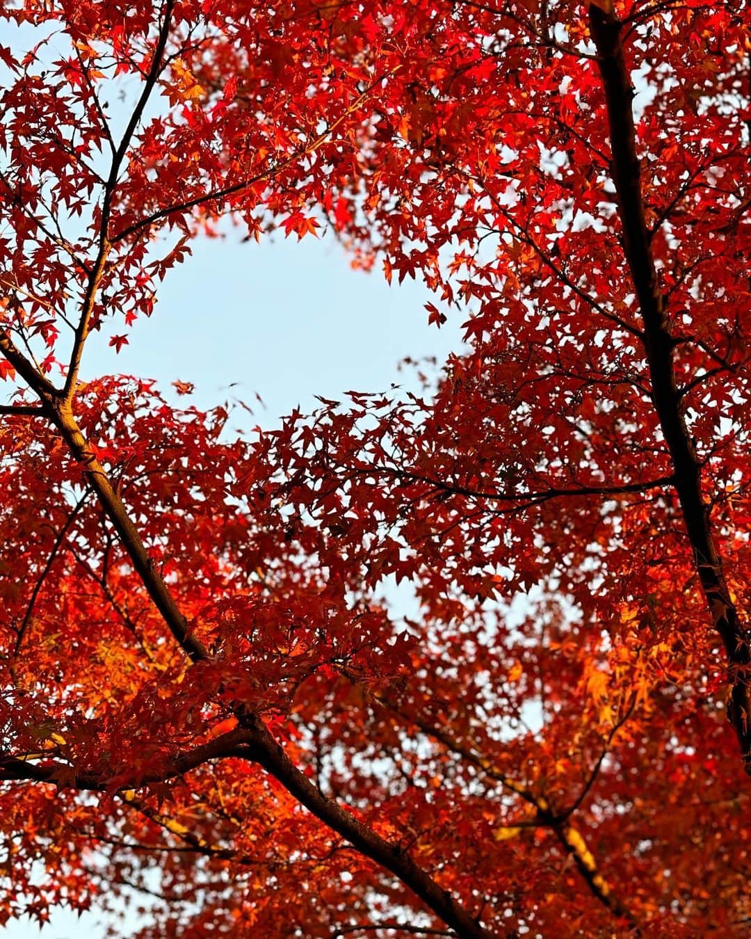 大石絵理のインスタグラム：「Autumn colours 🍁🍁」