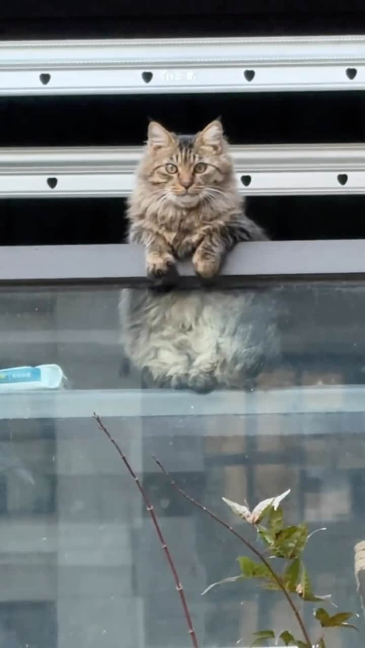 Aww Clubのインスタグラム：「Waiting for the pizza delivery to arrive  @ 小短腿HappyNemo & Milky  #meowed #cutecat #cat #delivery #food #pizza #yum #fyp」